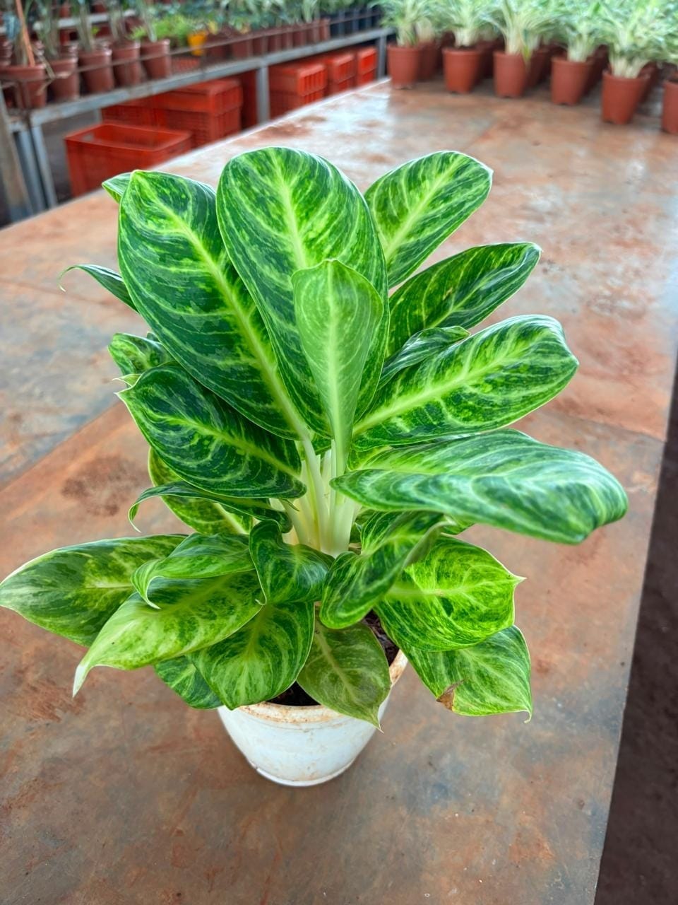Aglaonema Key Lime in a white pot