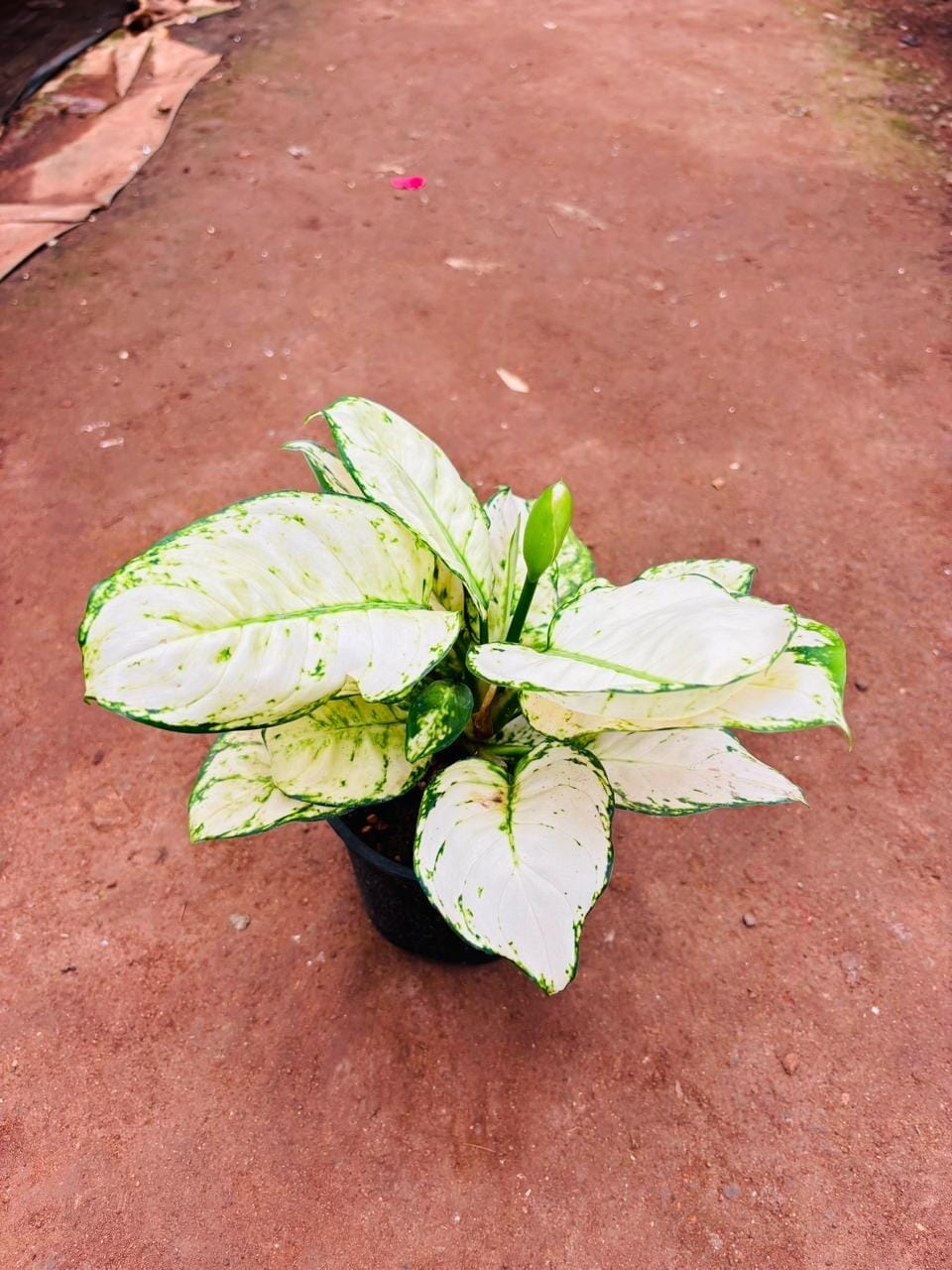 Aglaonema Snow White in a black pot