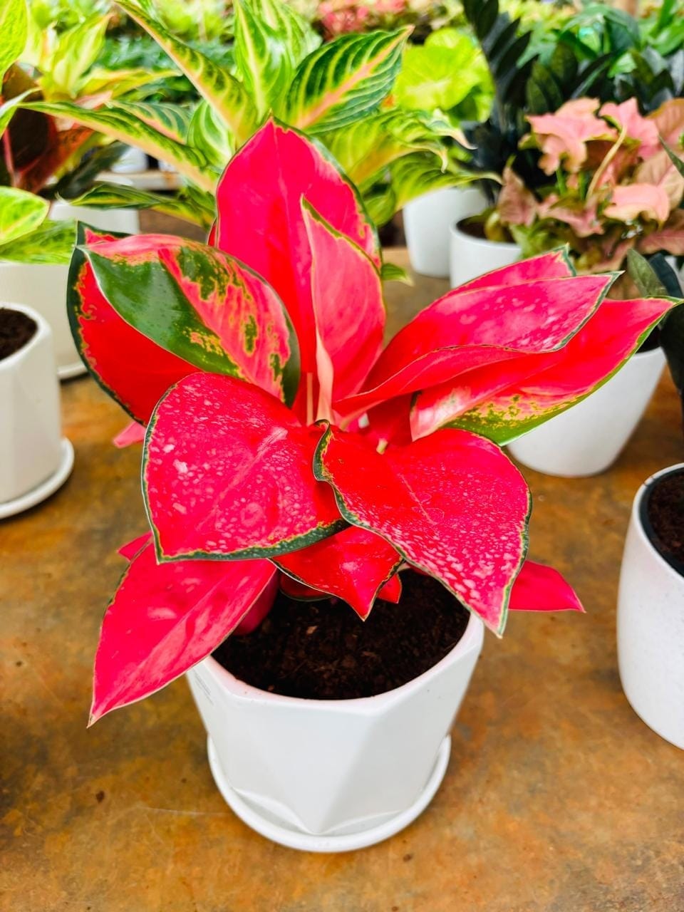 Bright red aglaonema in a nursery pot