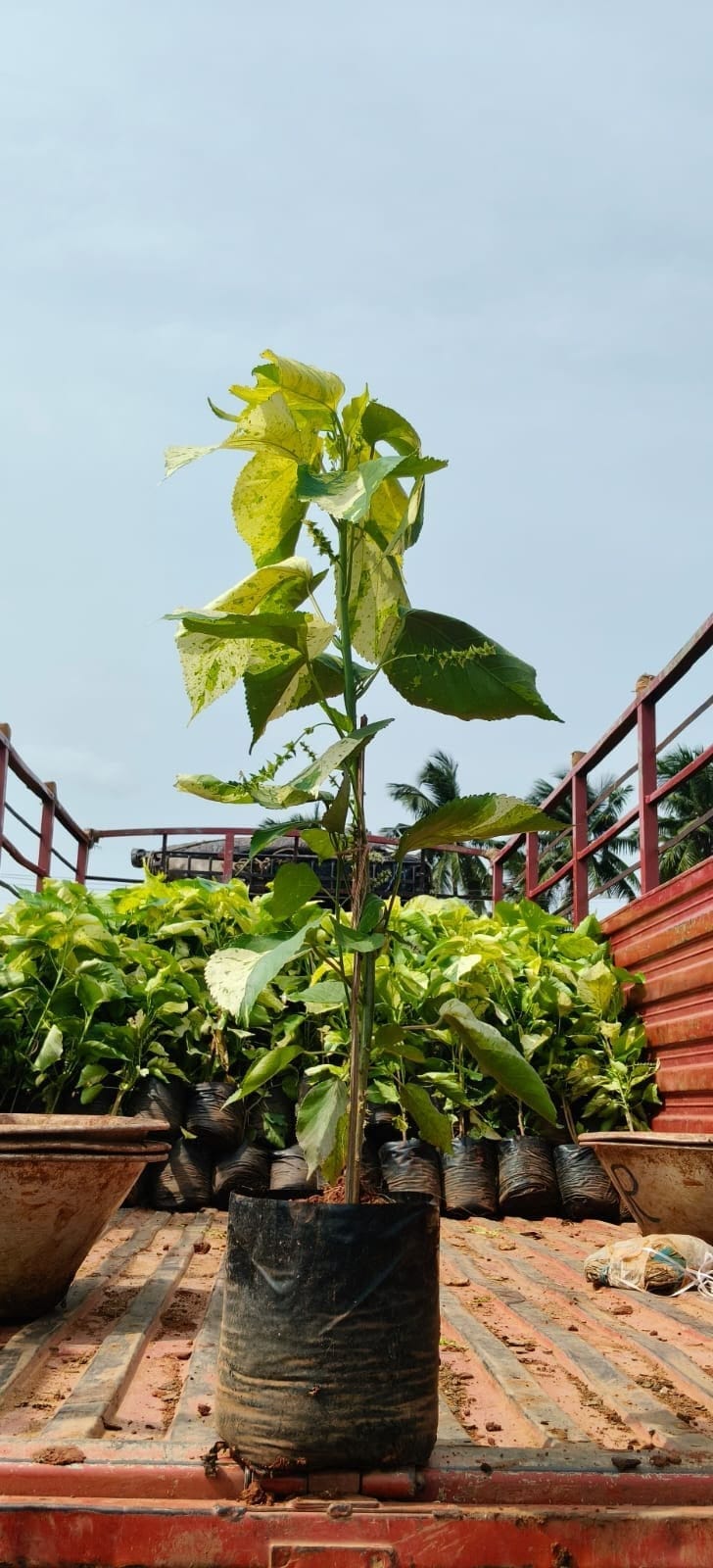 Acalypha Java grown in a poly bag