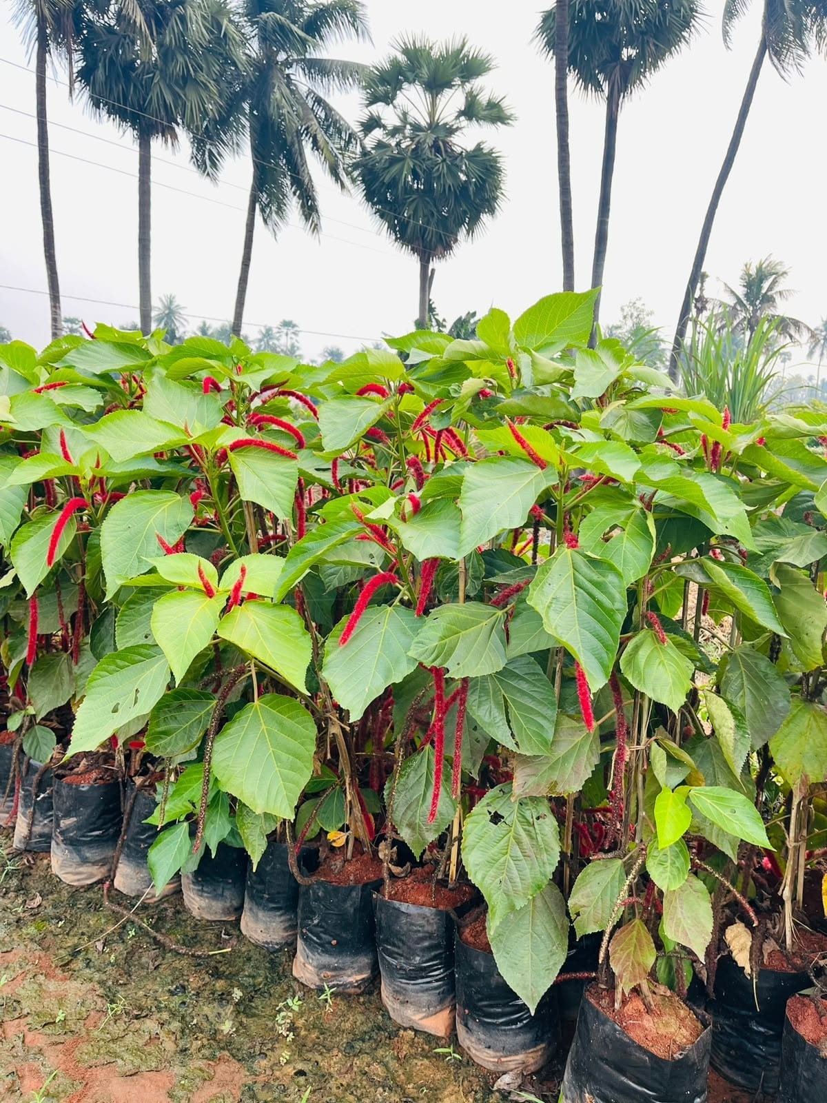 Monkey tail acalypha plants in bags