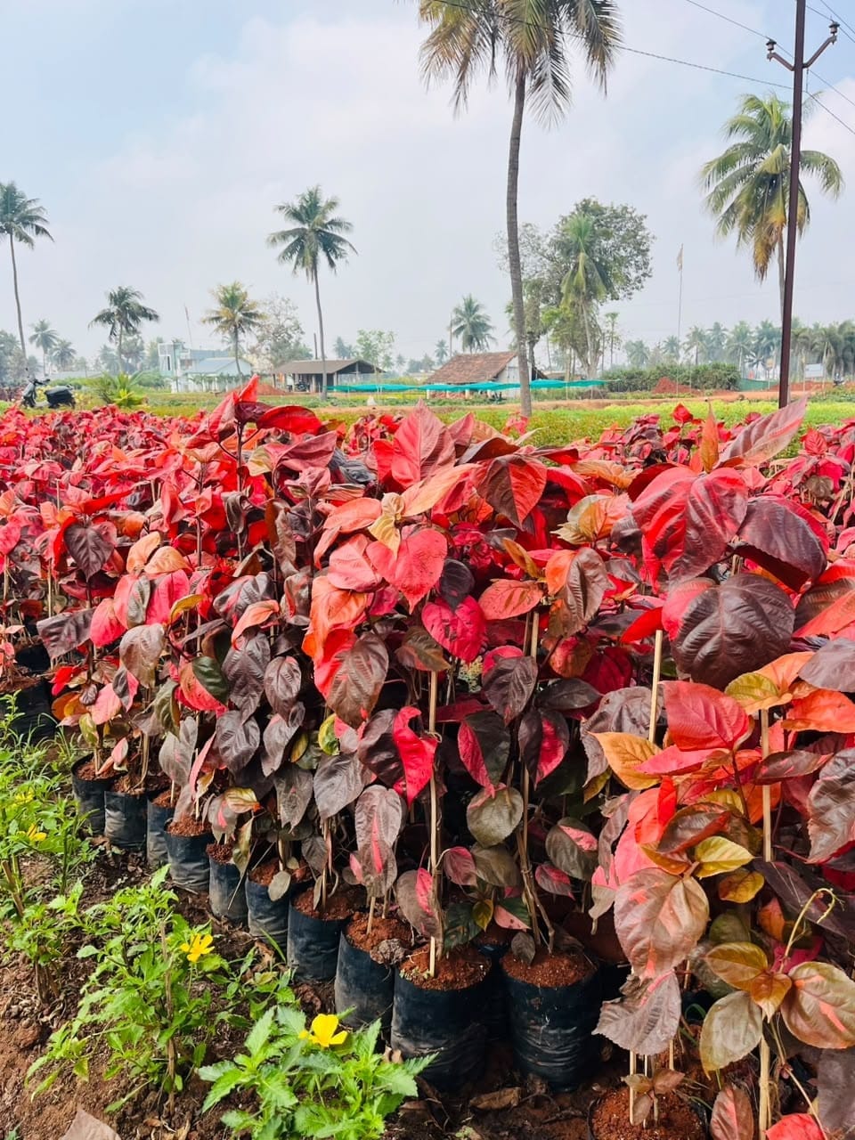 Rows of red acalypha shrubs at the nursery