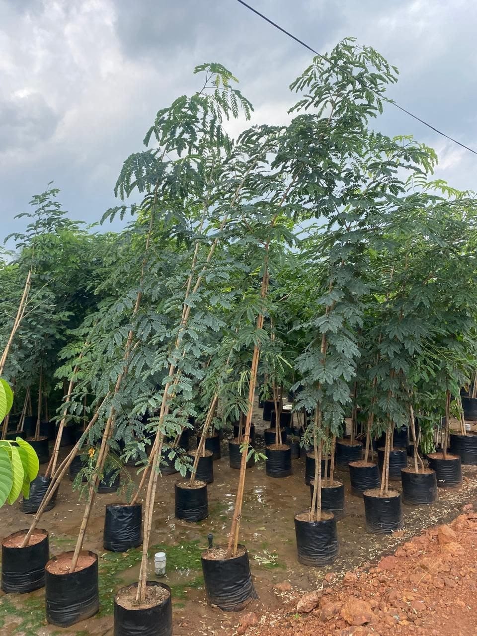 Young siris tree in a grow bag