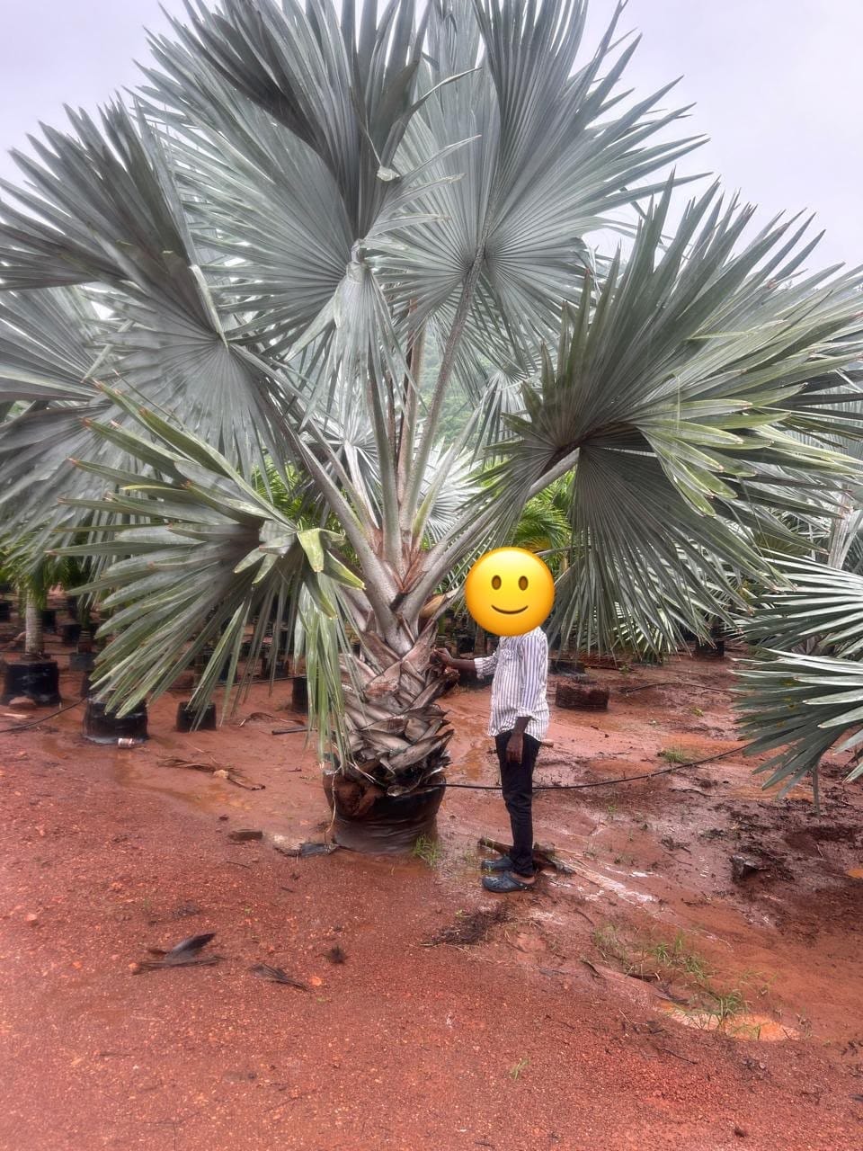 Huge silver Bismarck palm with a worker for scale