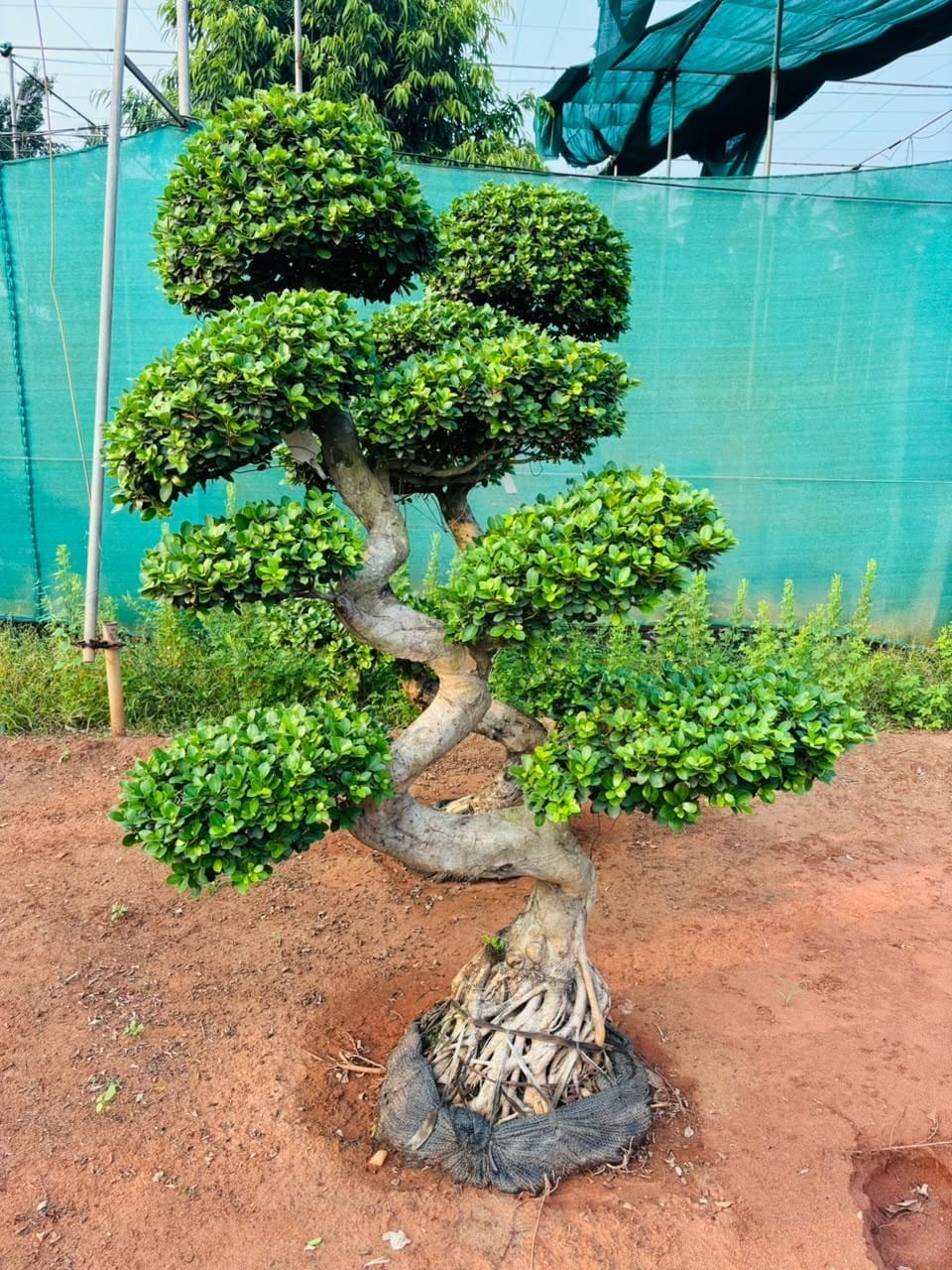 Tiered ficus bonsai on red soil