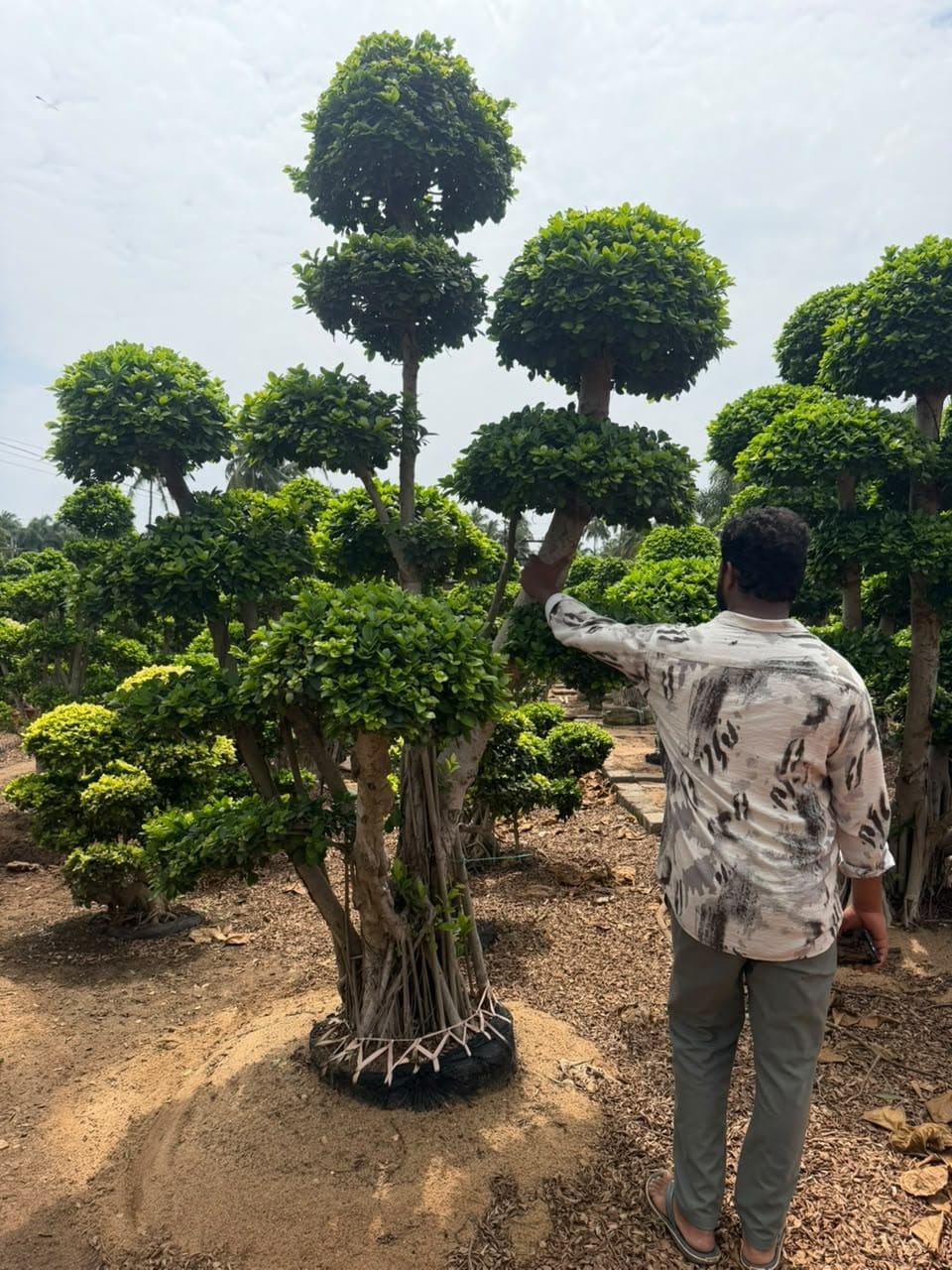Giant pom-pom bonsai with a worker for scale