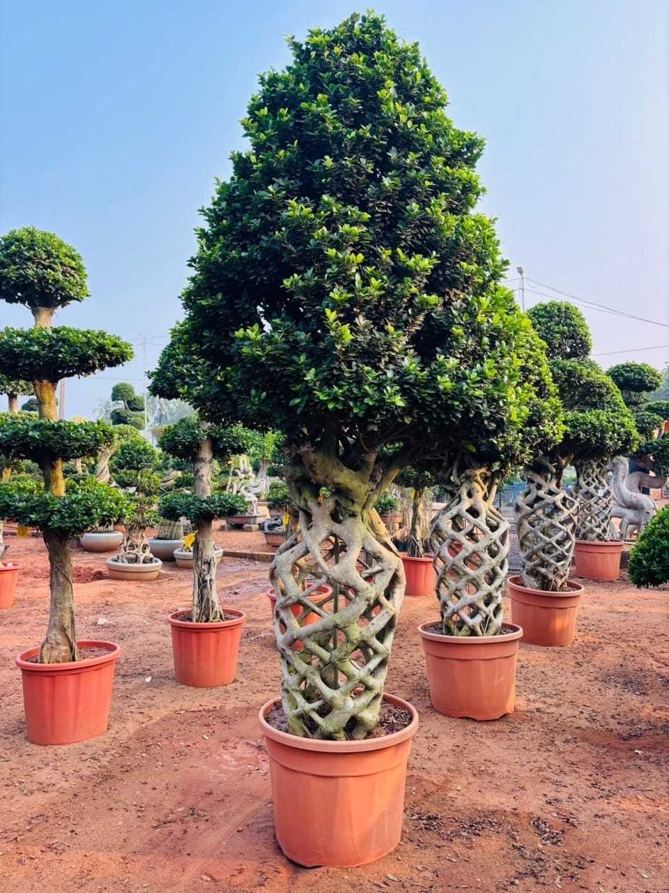 Cone topiary in a terracotta pot