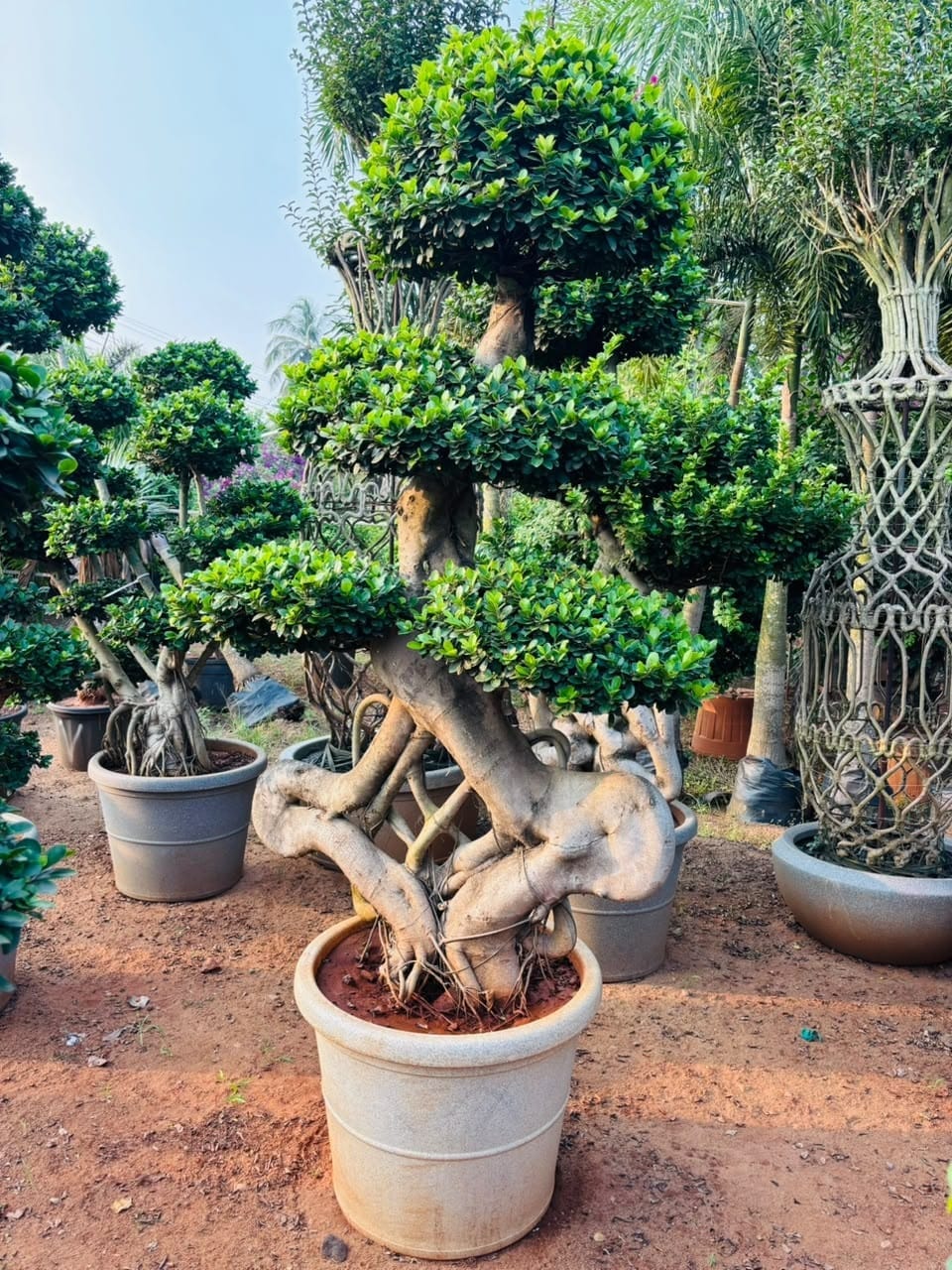 Ficus bonsai in a white ceramic pot