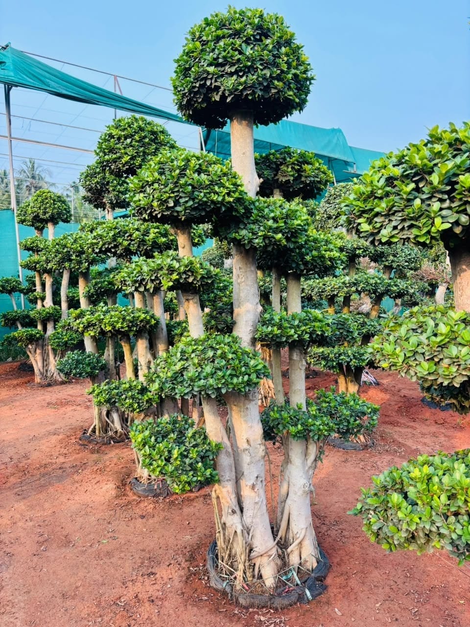Tall tiered ficus bonsai