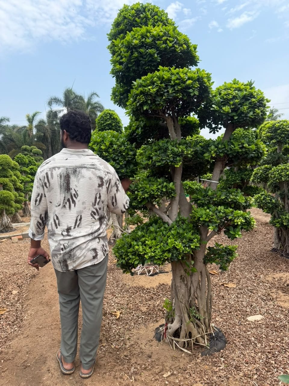 Pom-pom ficus bonsai with a worker for scale