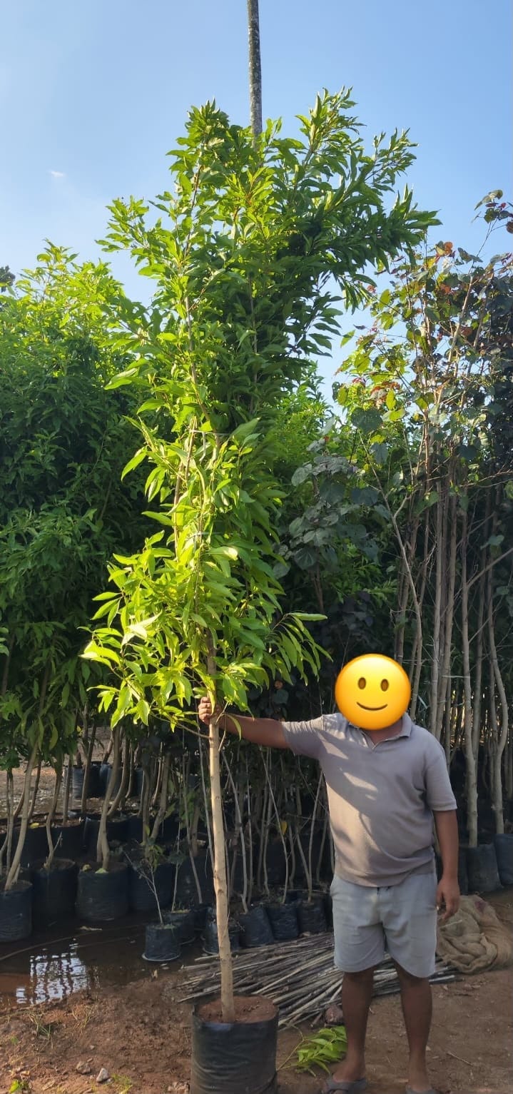 Young Brundavan champa tree at the nursery