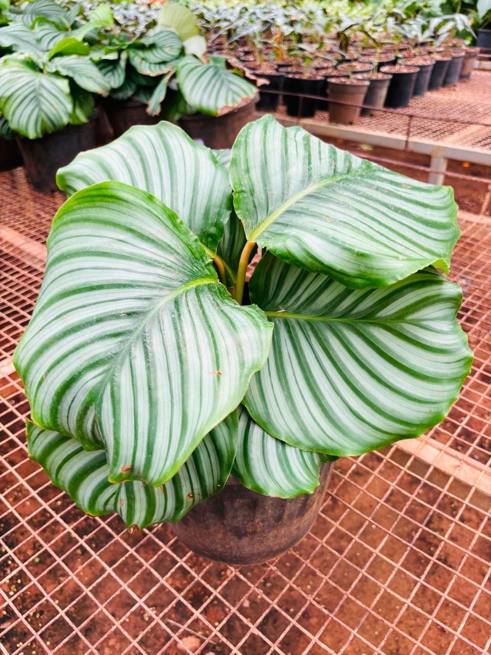 Calathea orbifolia with silver-striped round leaves