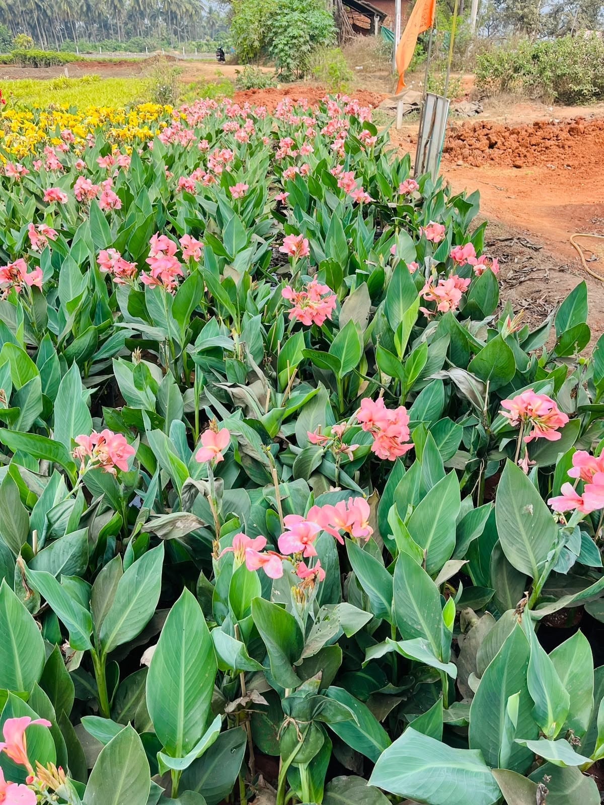 Pink canna field in bloom