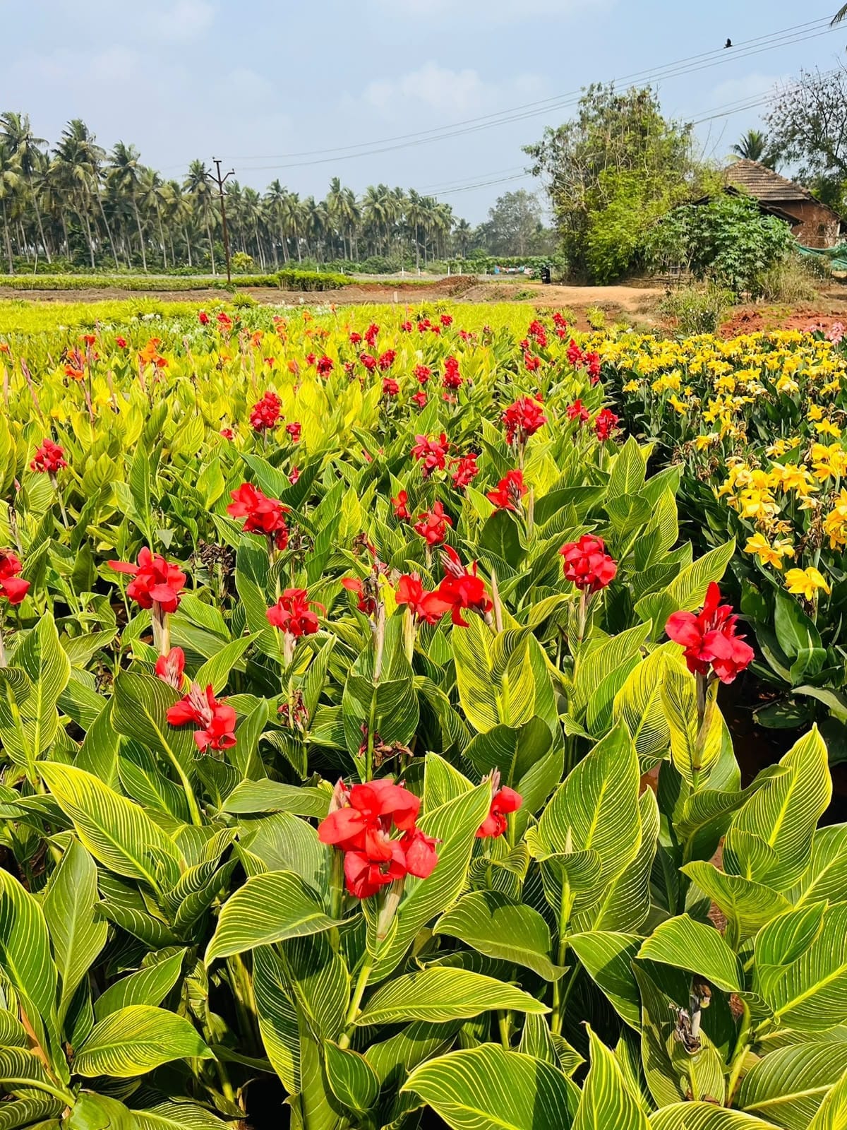 Red canna blooms in field rows