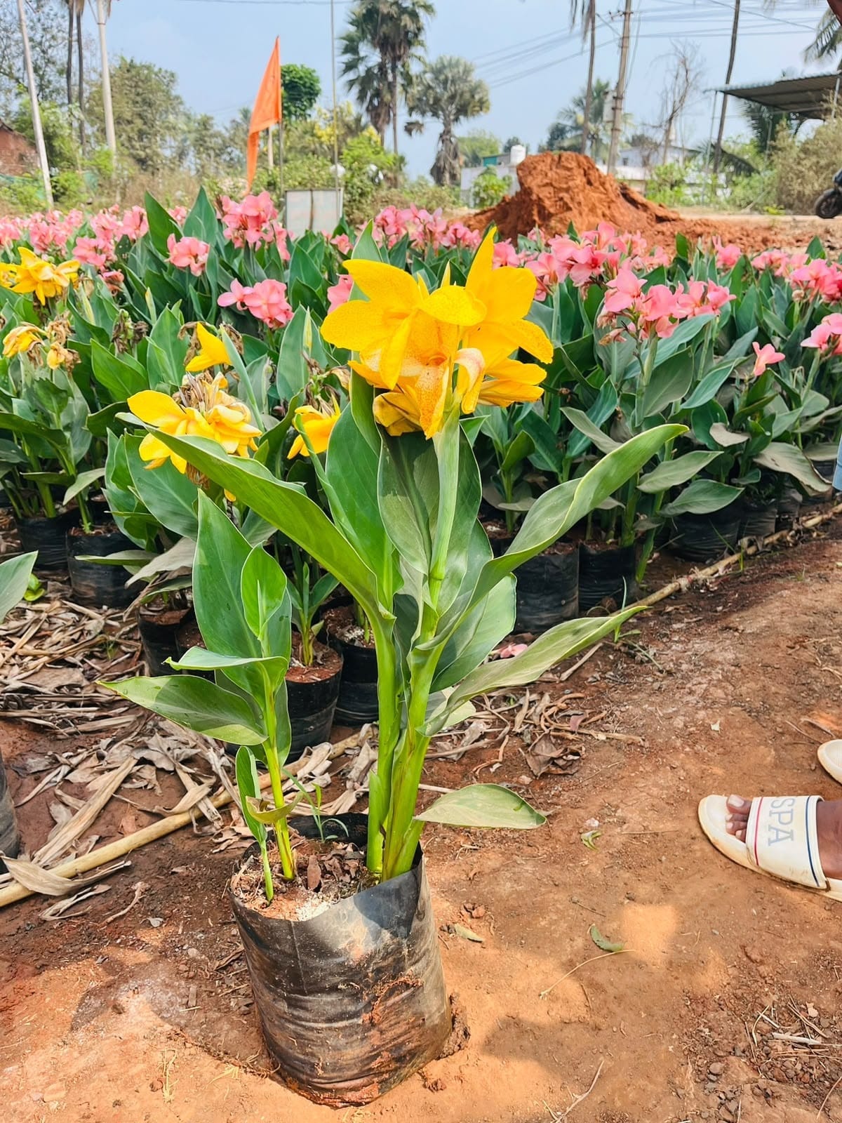 Yellow canna flowers at the nursery