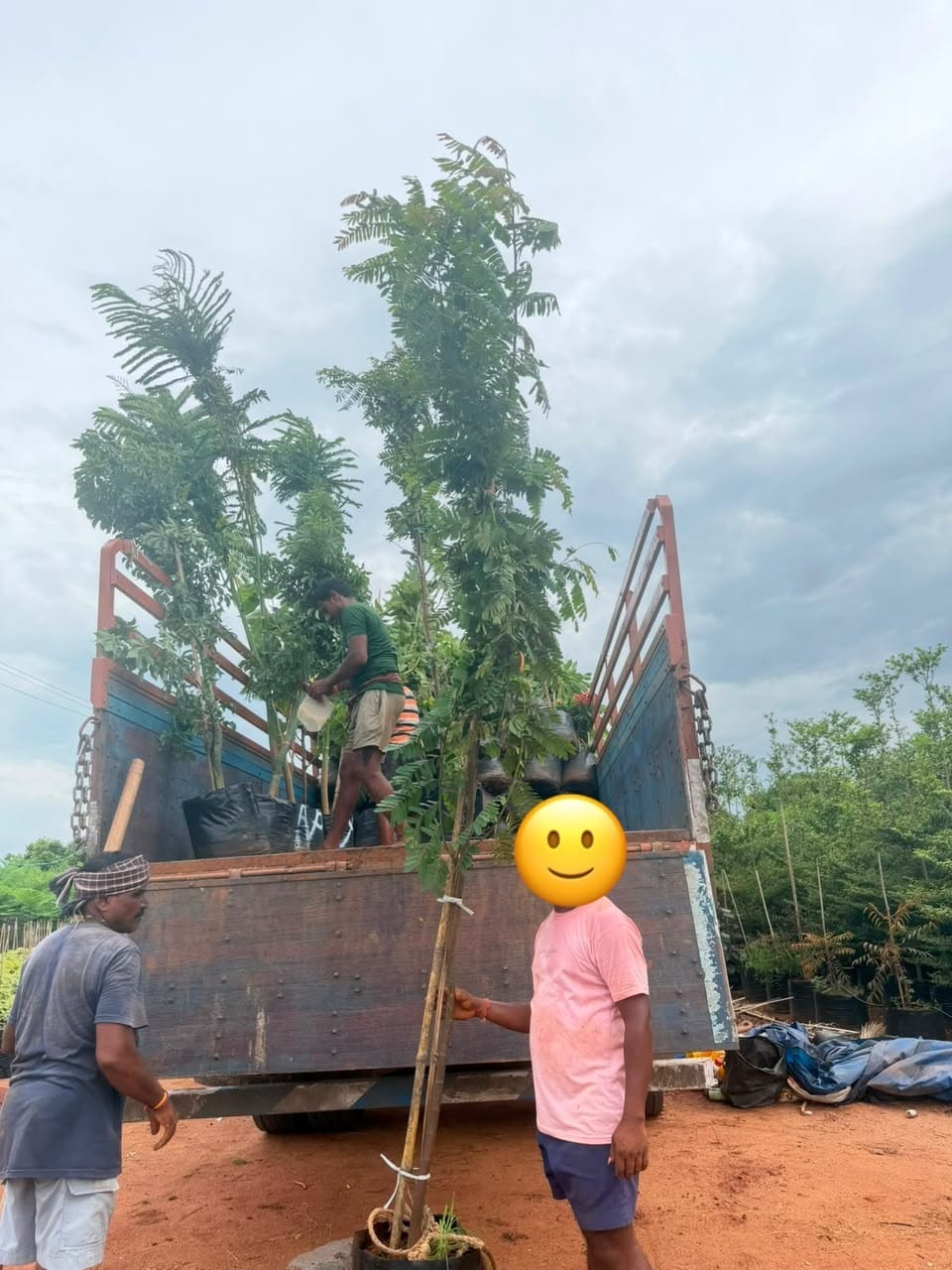 Cassia grandis saplings in grow bags