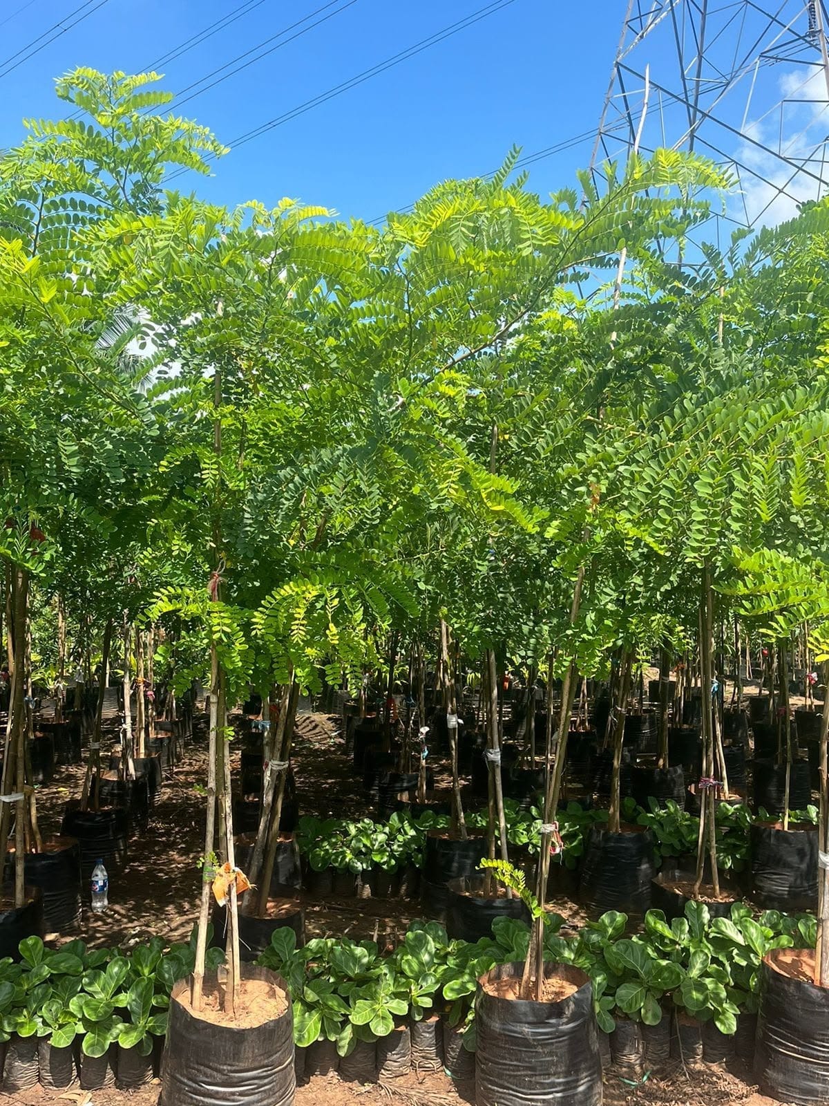 Pink shower cassia sapling rows