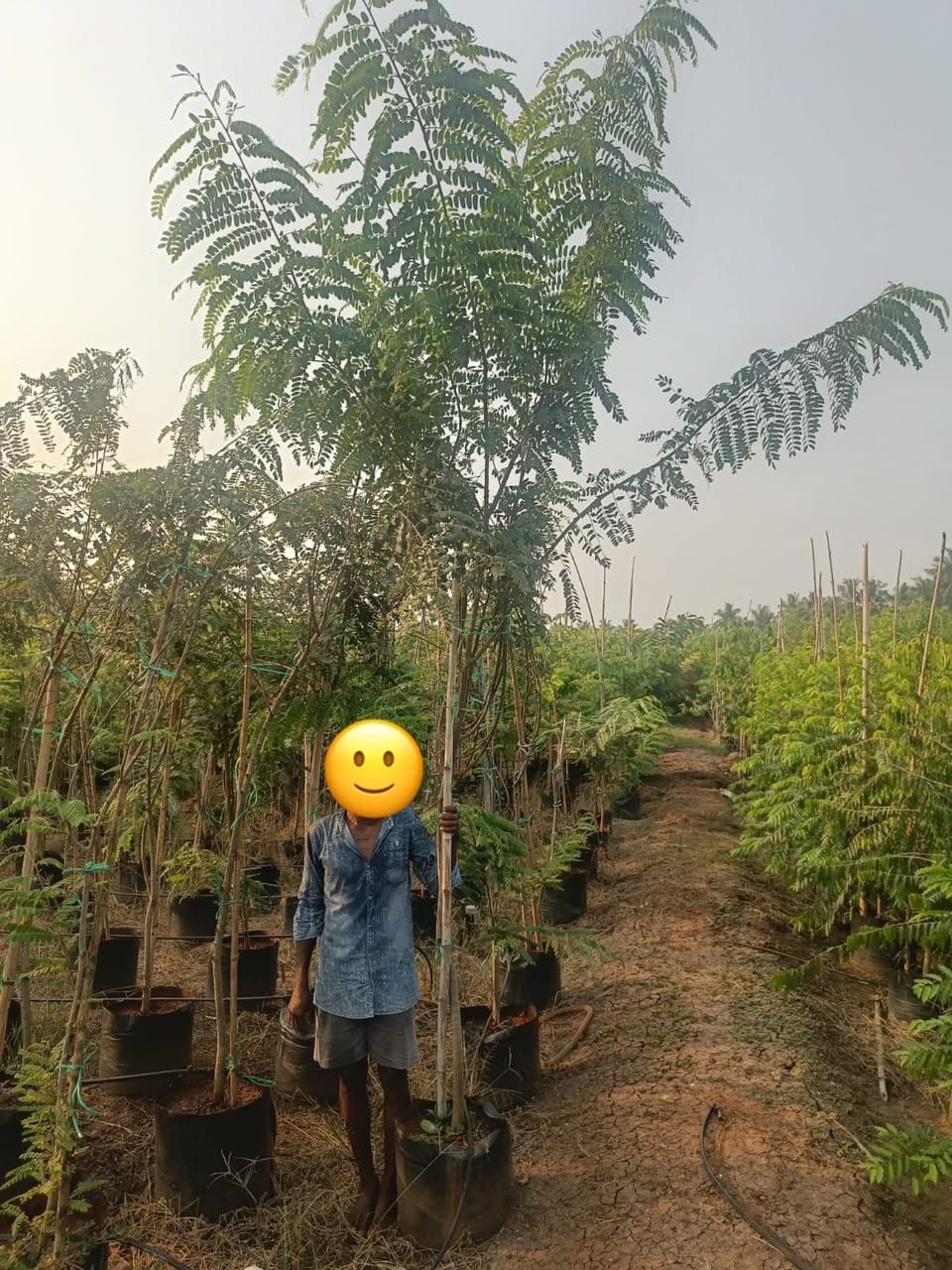 Cassia siamea sapling at the nursery