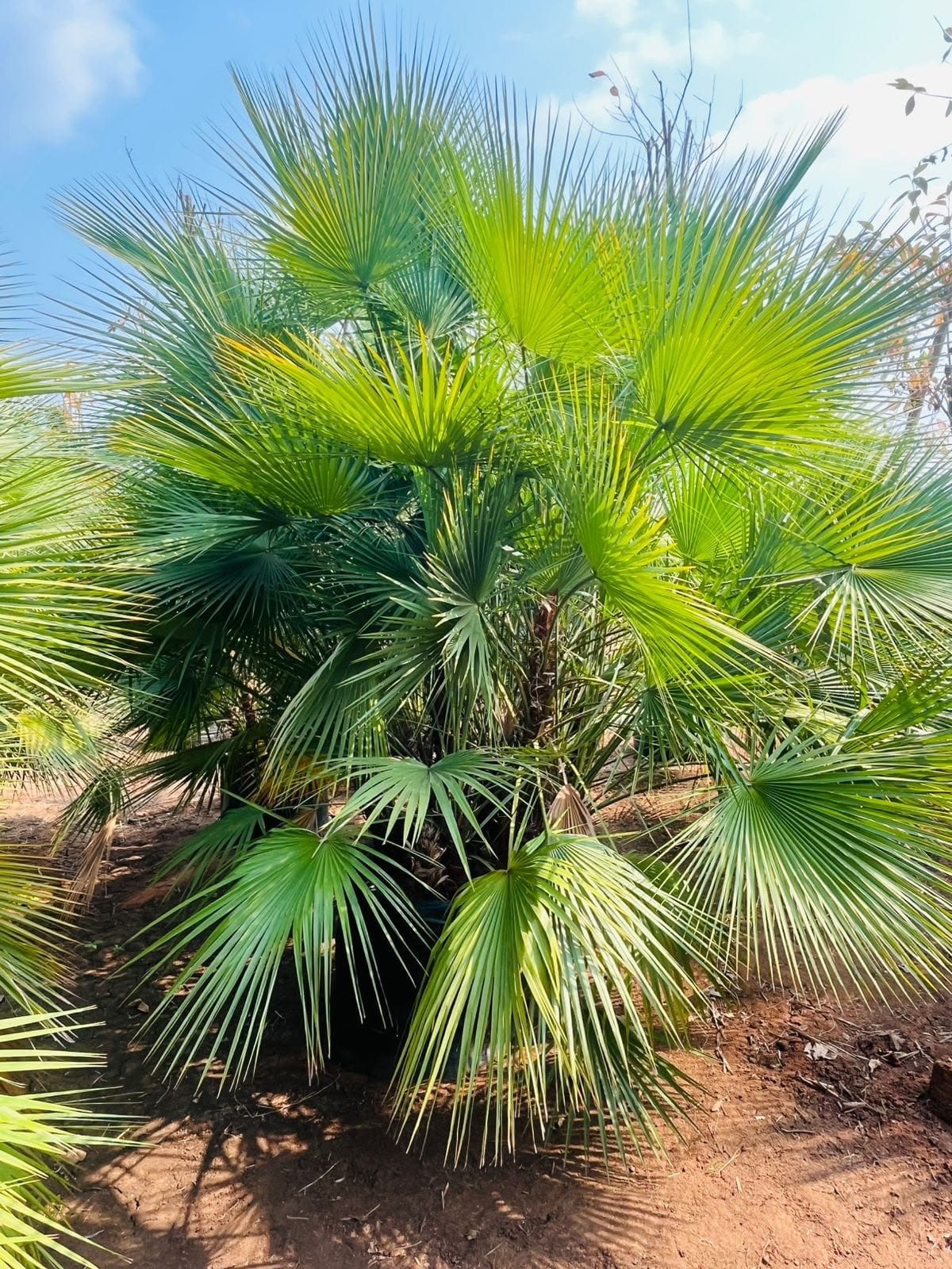 Large fan palm at the nursery