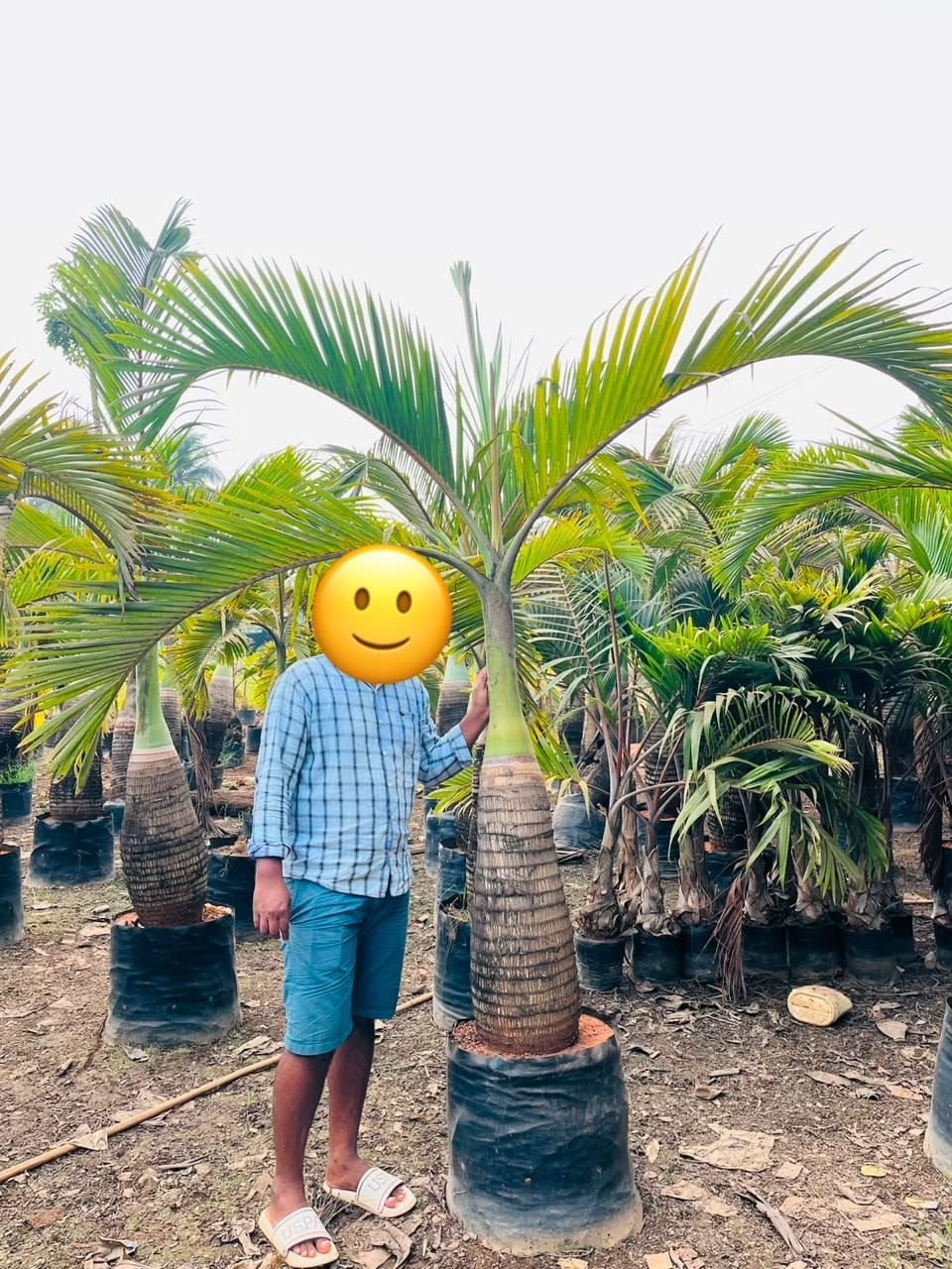 Champion palm in a grow bag