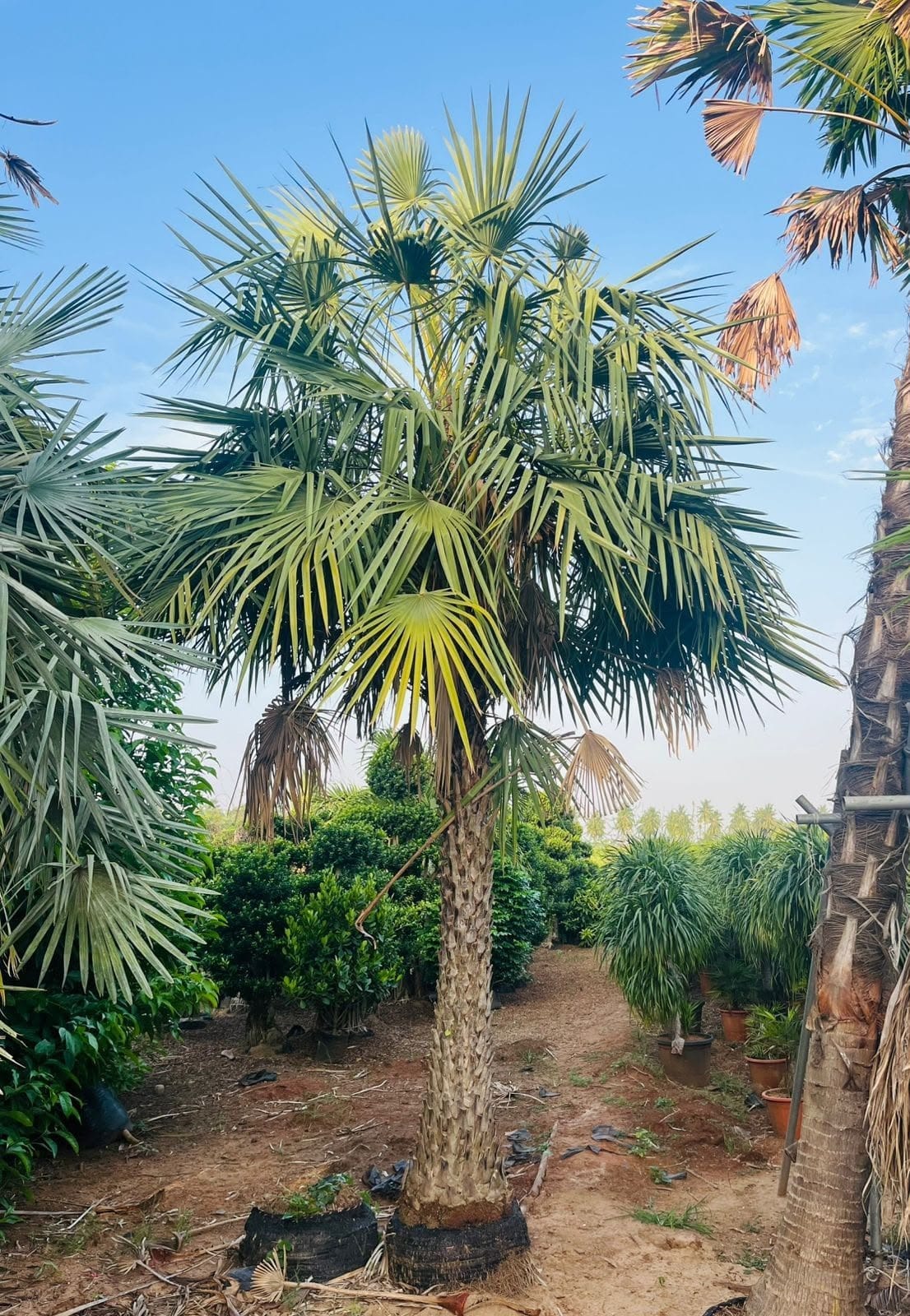 Caranday wax palm rows