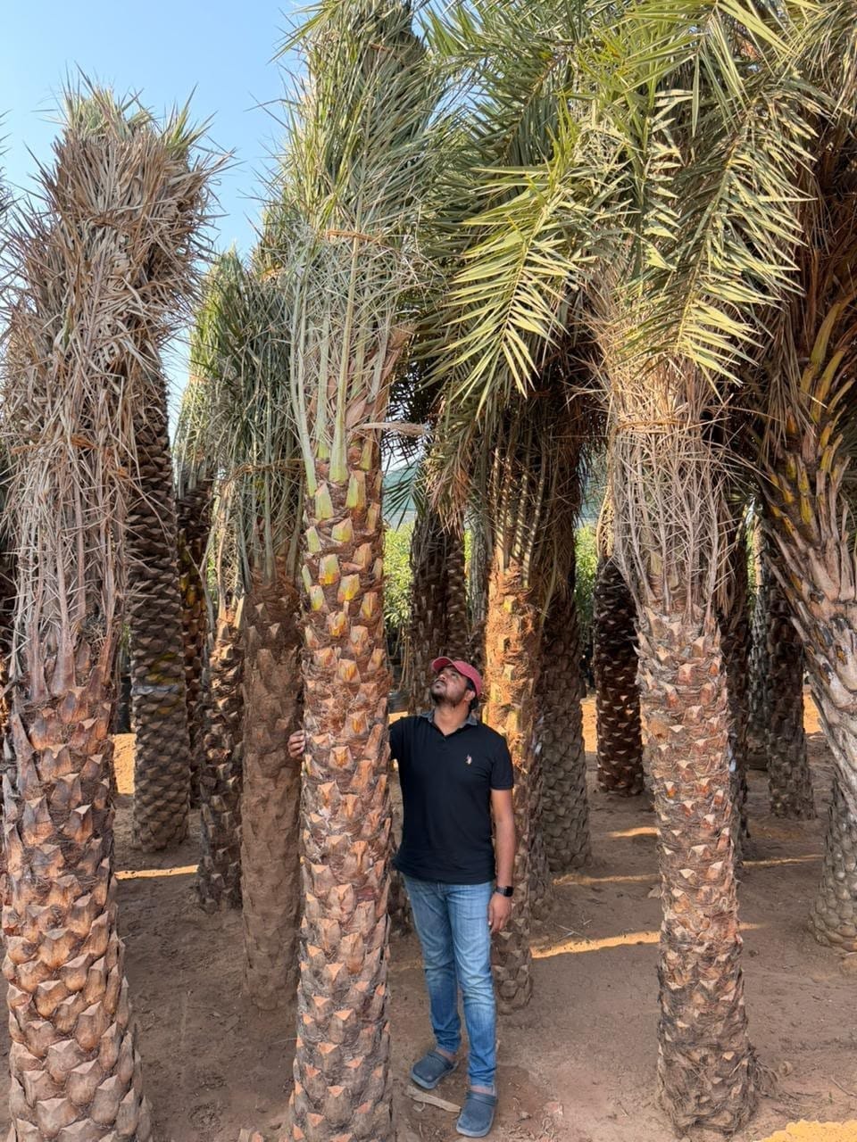 Date palms bagged at the nursery