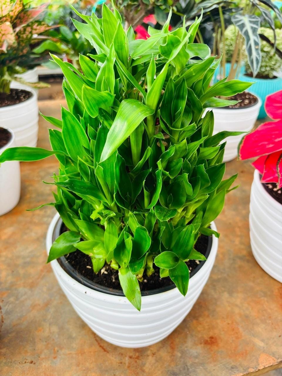 Lucky bamboo arranged in a white pot