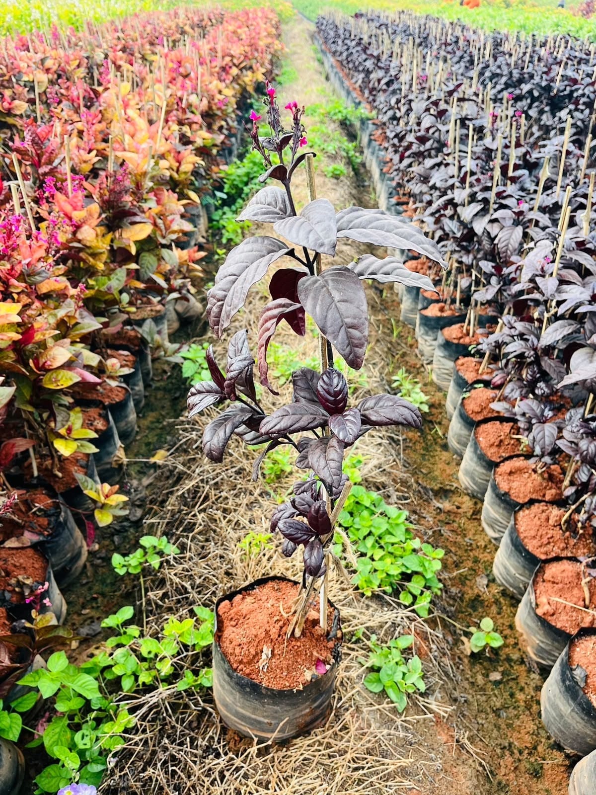 Black eranthemum field rows