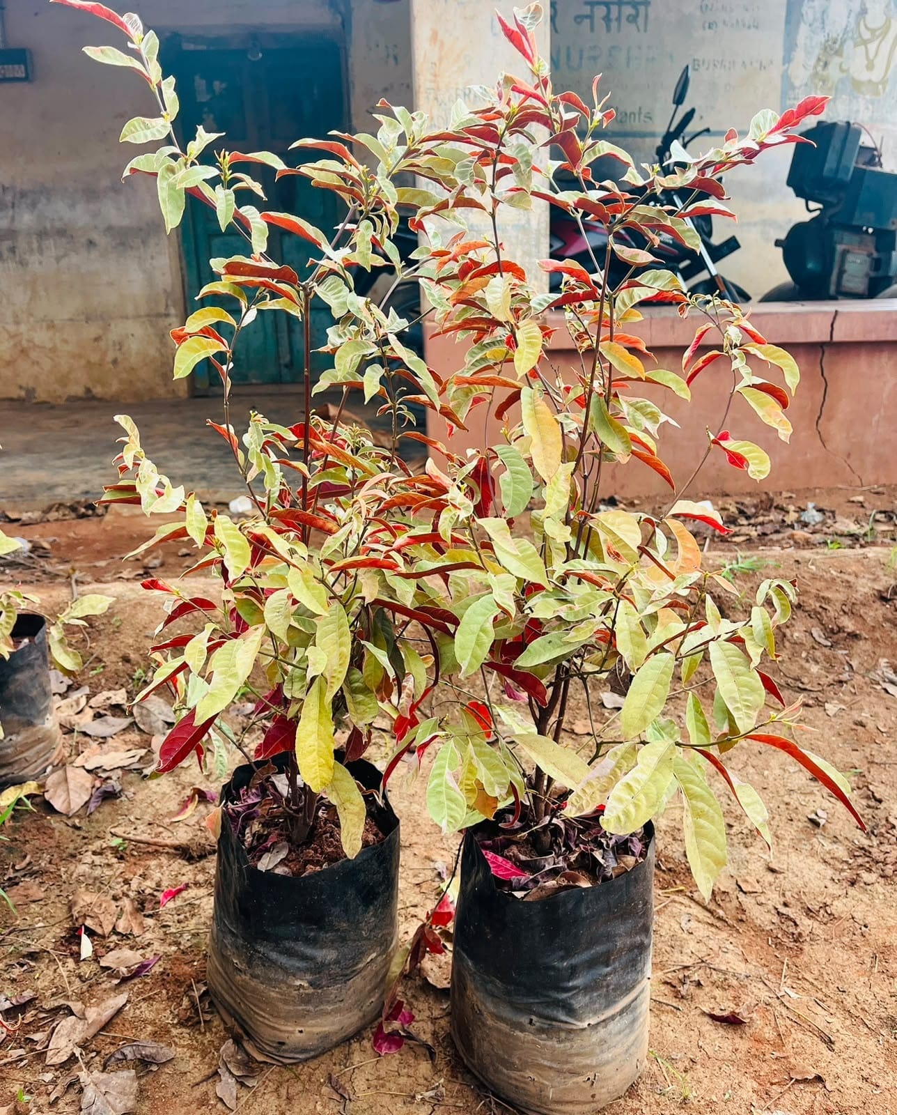 Excoecaria bicolour with red-backed leaves