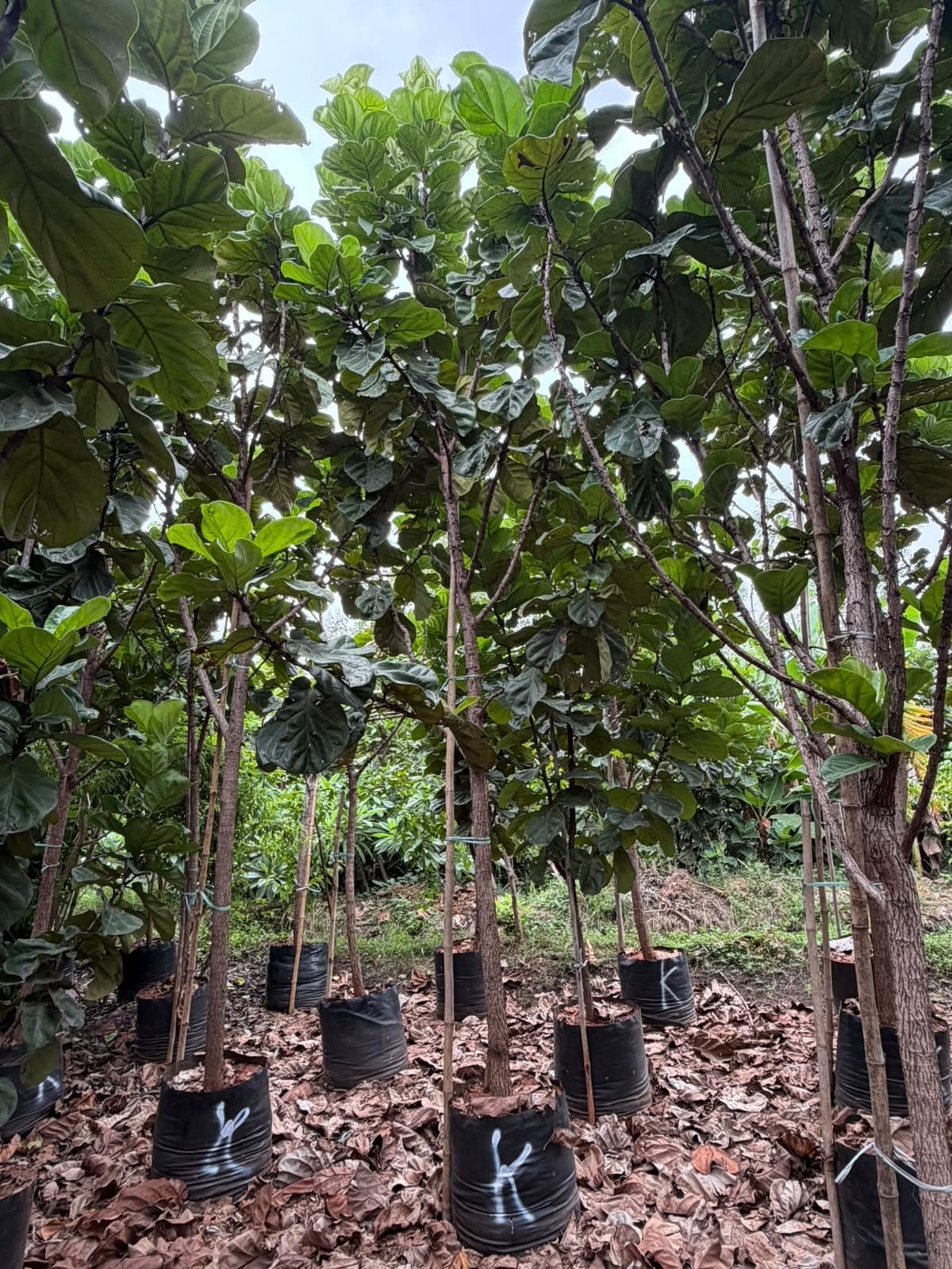 Young fiddle-leaf fig trees in grow bags