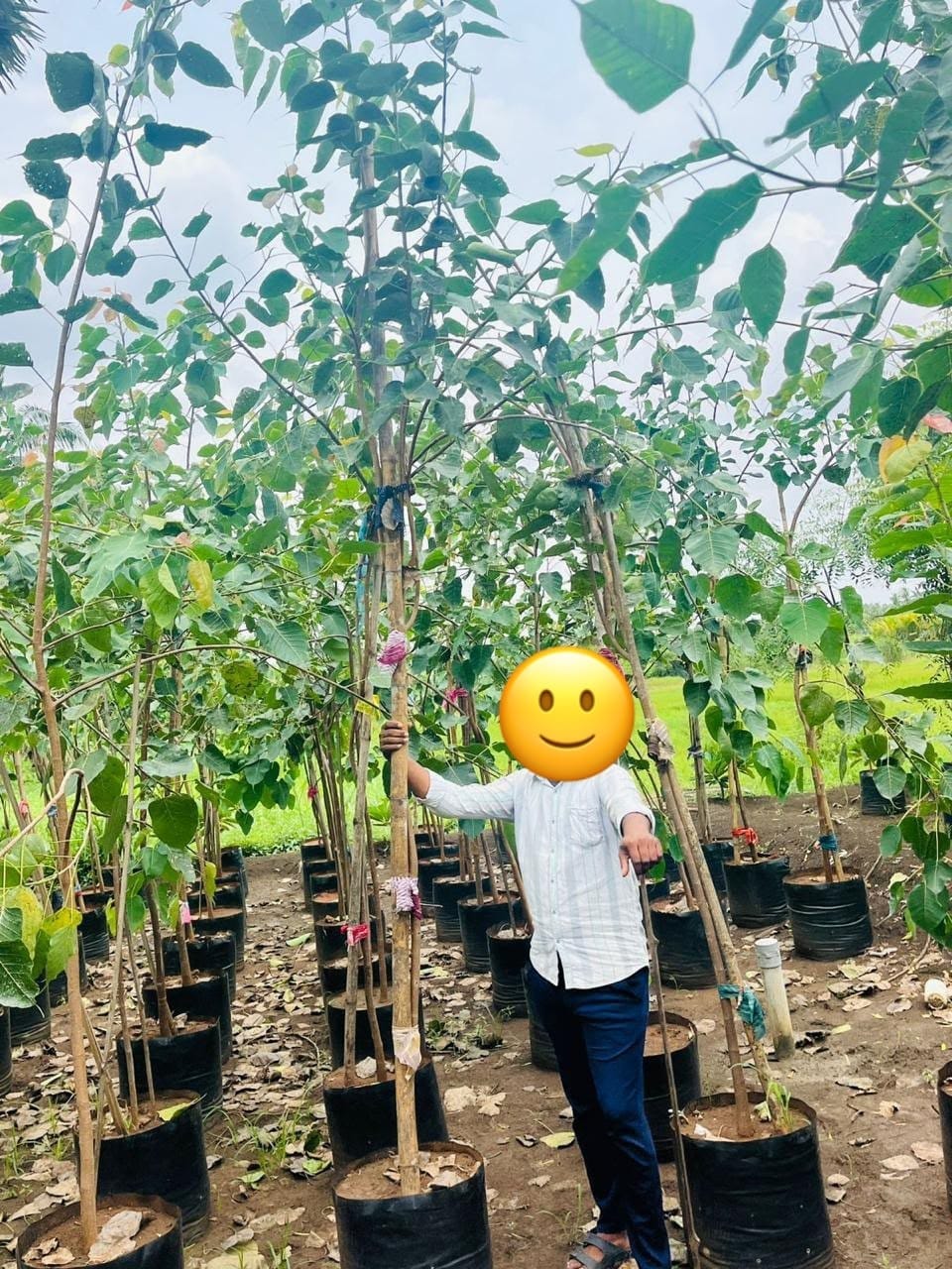 Young peepal trees in grow bags