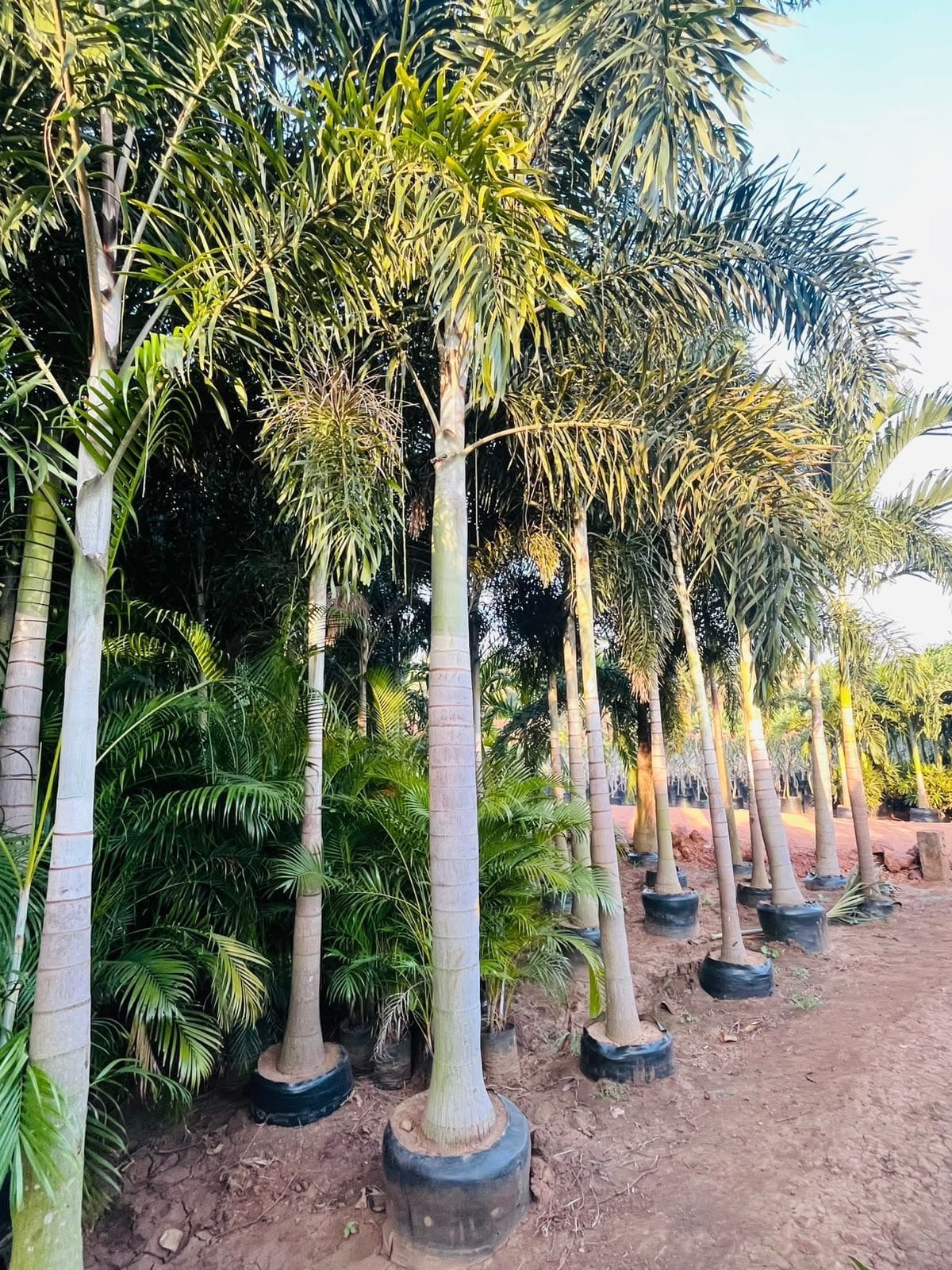 Row of foxtail palms at the nursery