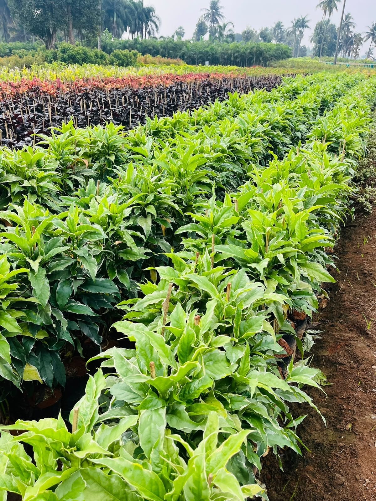 Graptophyllum green shrub rows