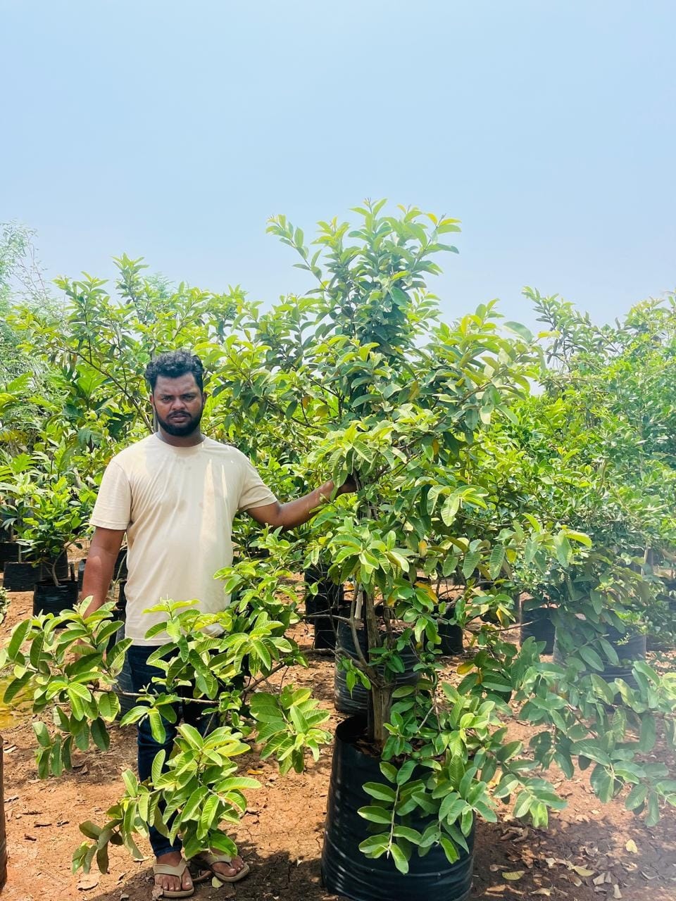 Guava sapling at the nursery