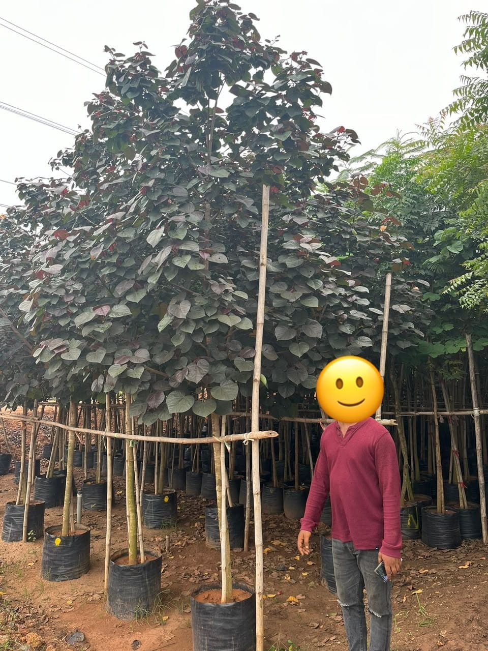 Red-leaved hibiscus tiliaceus tree