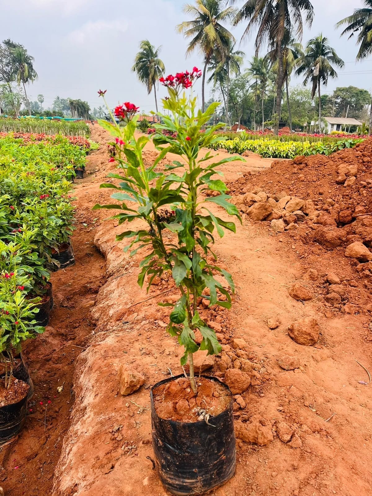 Jatropha sapling in a grow bag
