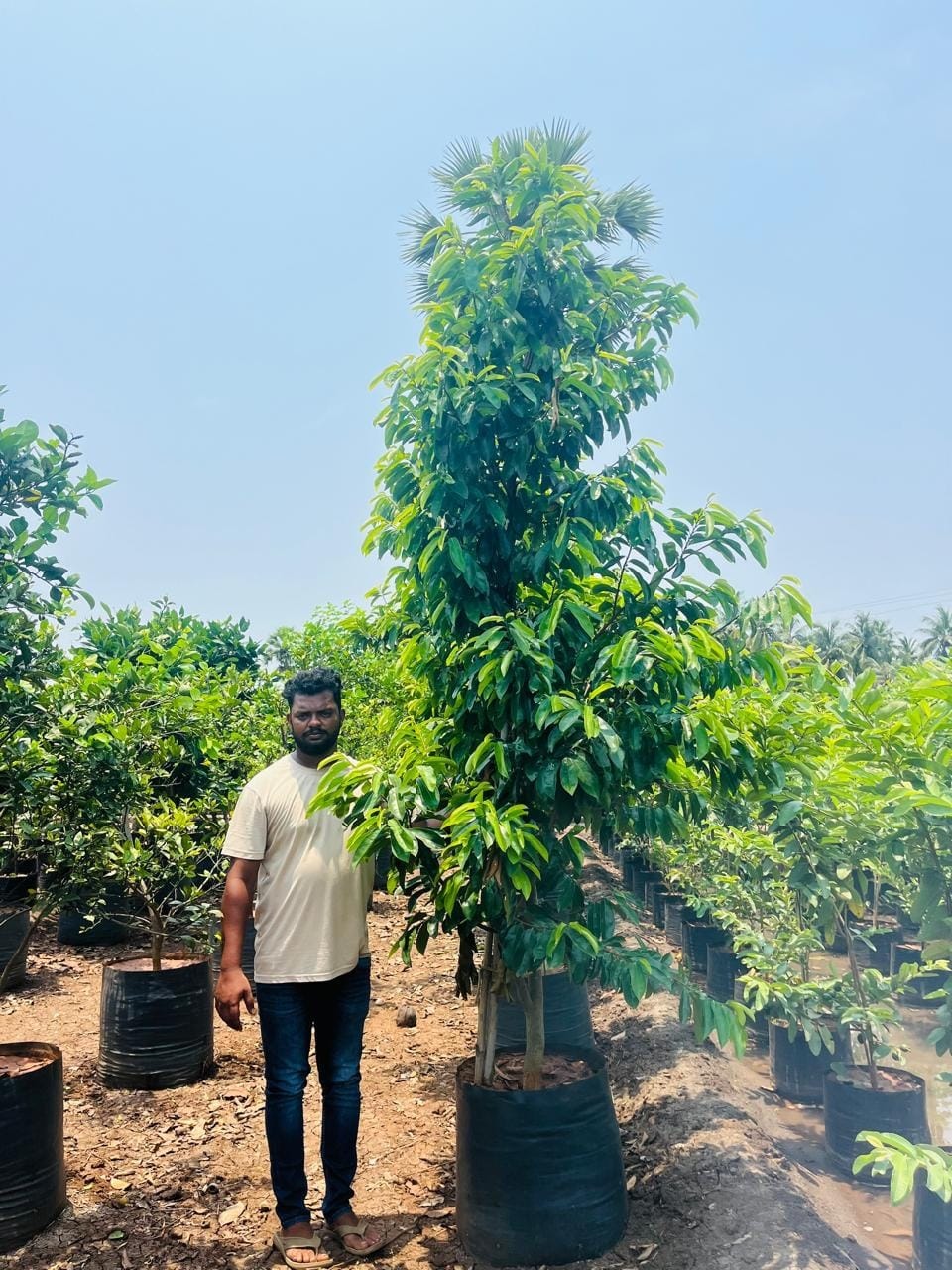 Laxmaphal tree in a grow bag