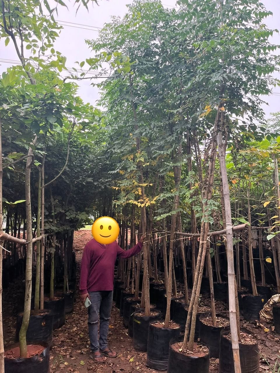 Indian cork tree saplings in rows