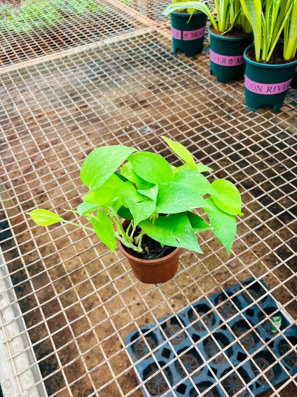 Golden money plants in nursery pots