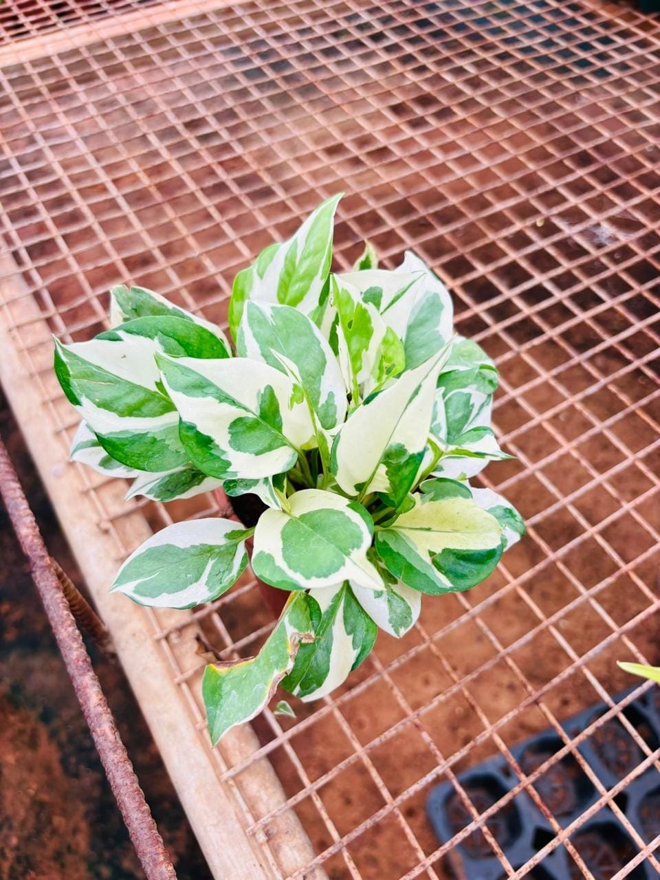 White variegated money plant in a pot