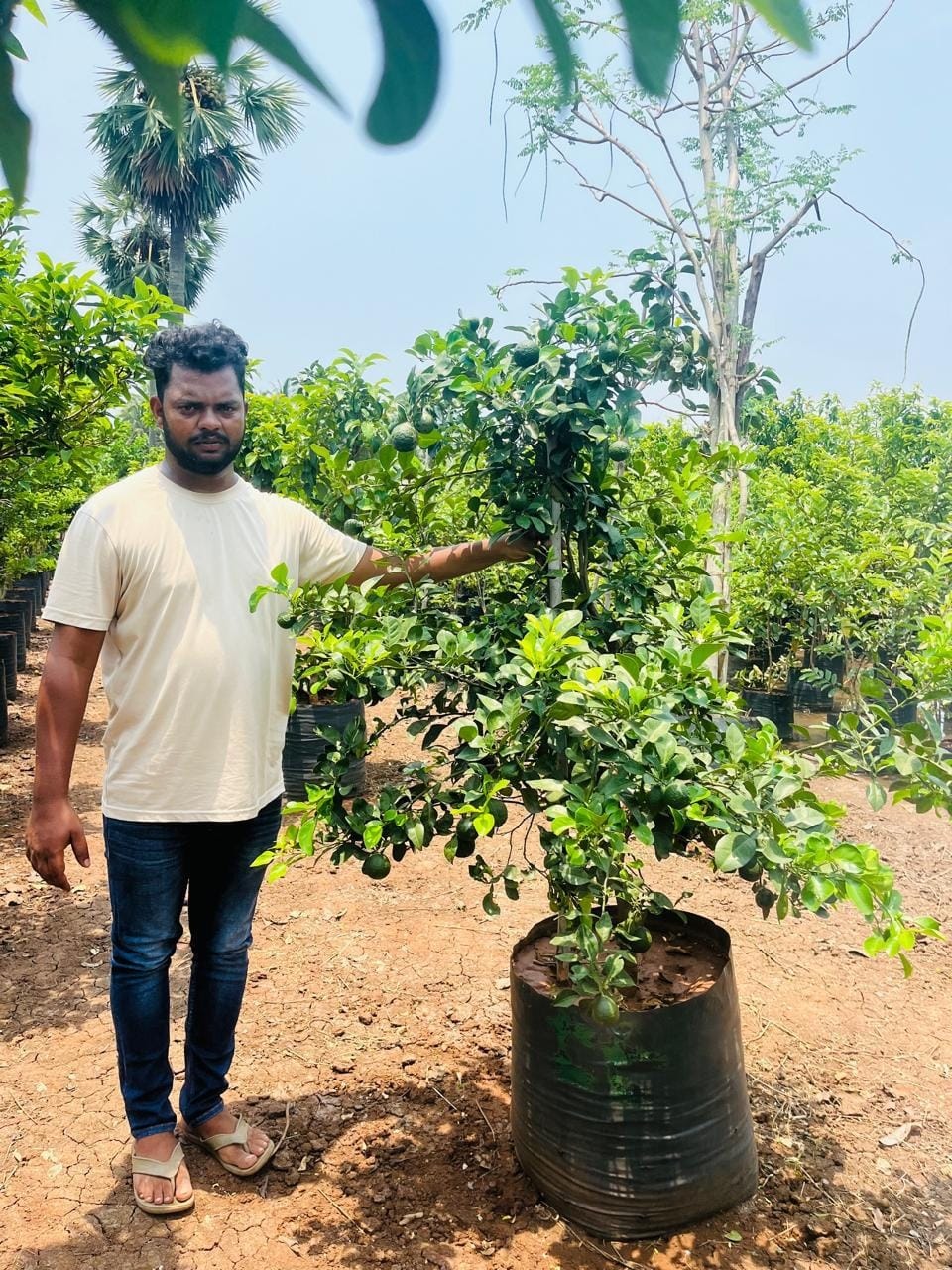 Mosambi citrus sapling at the nursery