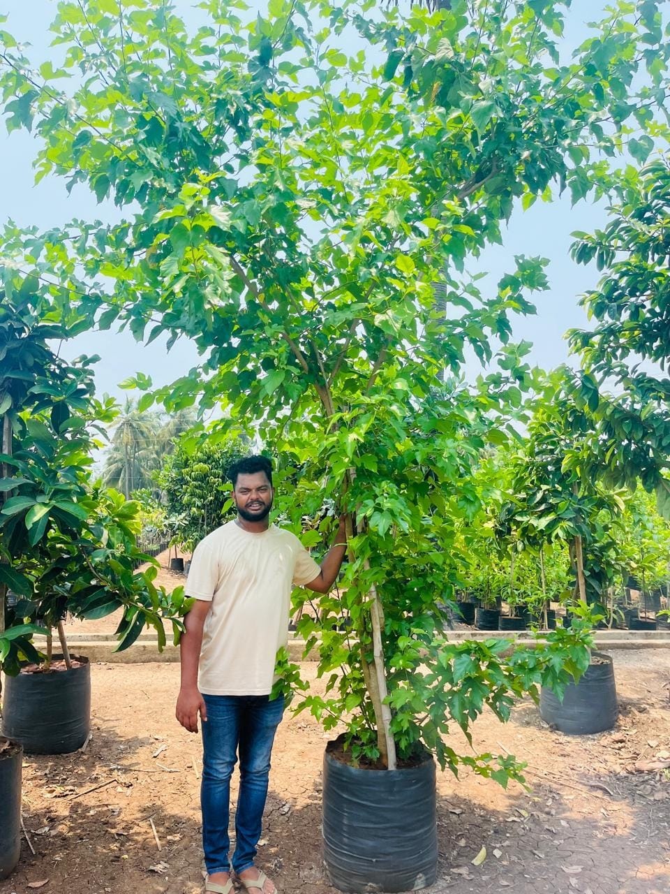 Mulberry sapling with a nursery worker for scale