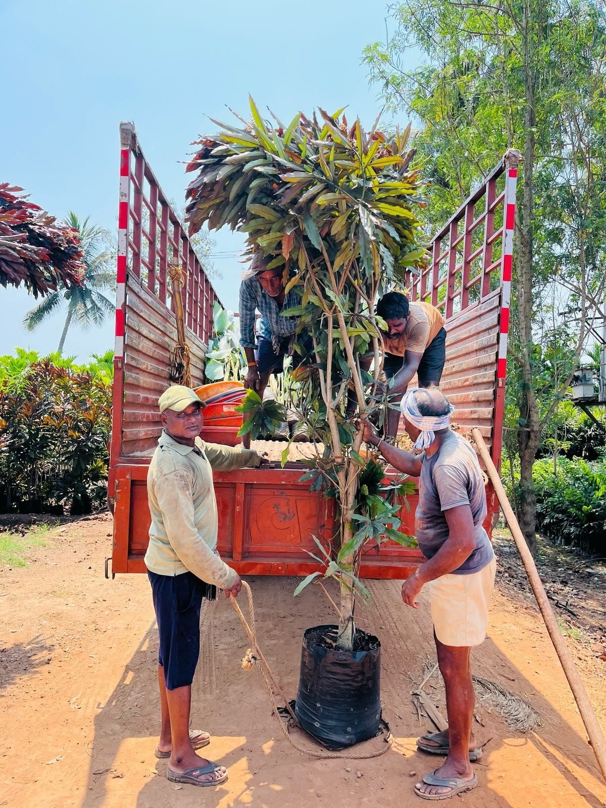 Odollam rubra trees with red-flushed canopies