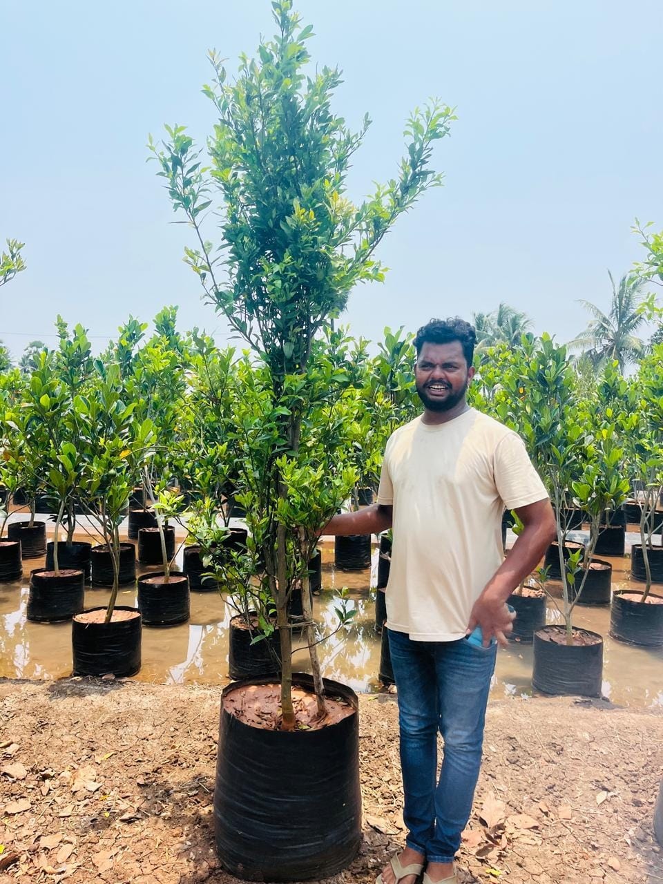 Orange sapling in a grow bag