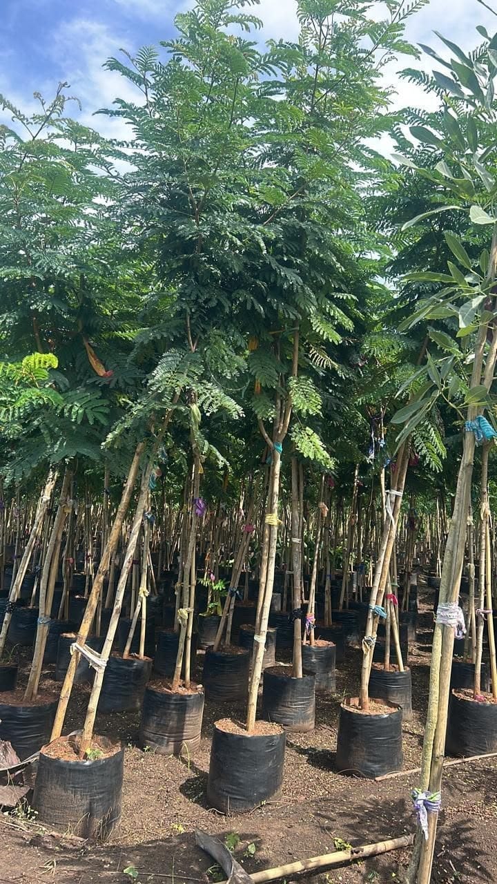 Copperpod saplings in rows