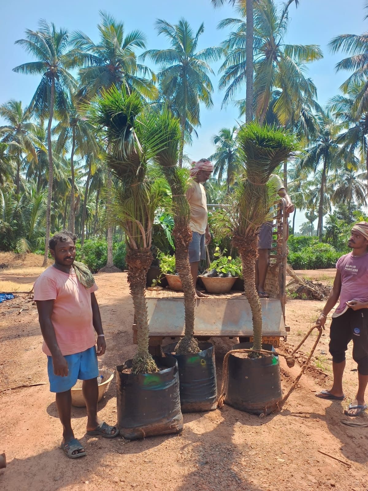 Big phoenix palms with nursery workers