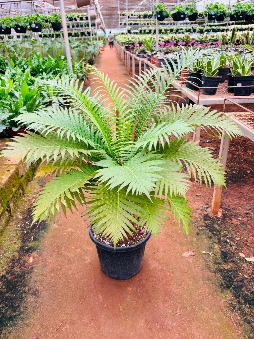 Silver Lady fern in a black pot