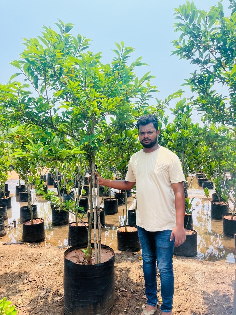 Sithaphal custard apple sapling at the nursery