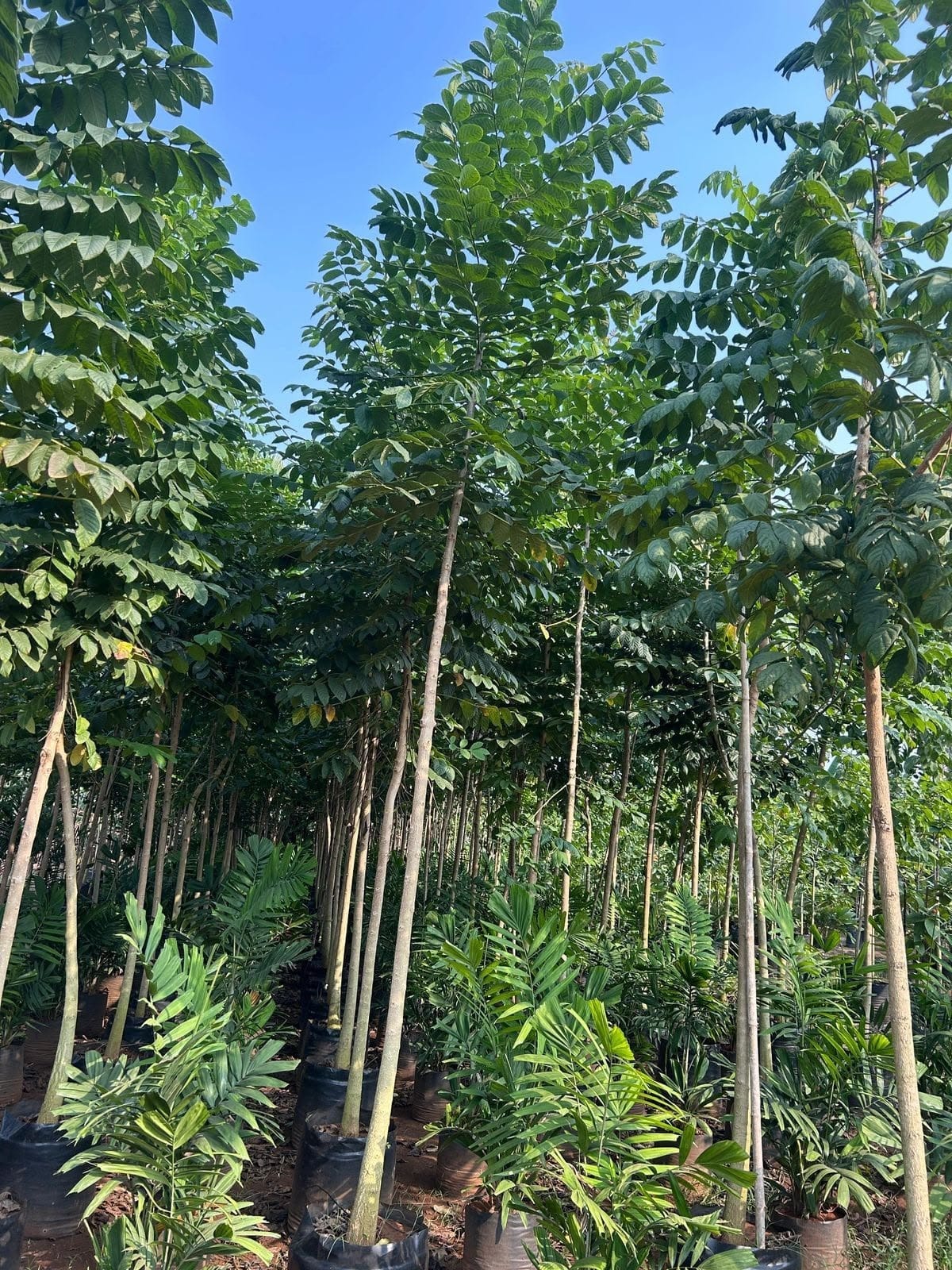 African tulip tree saplings in bags