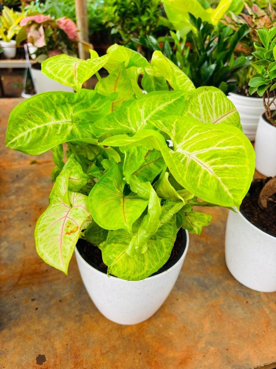 Syngonium Golden Allusion in white pots
